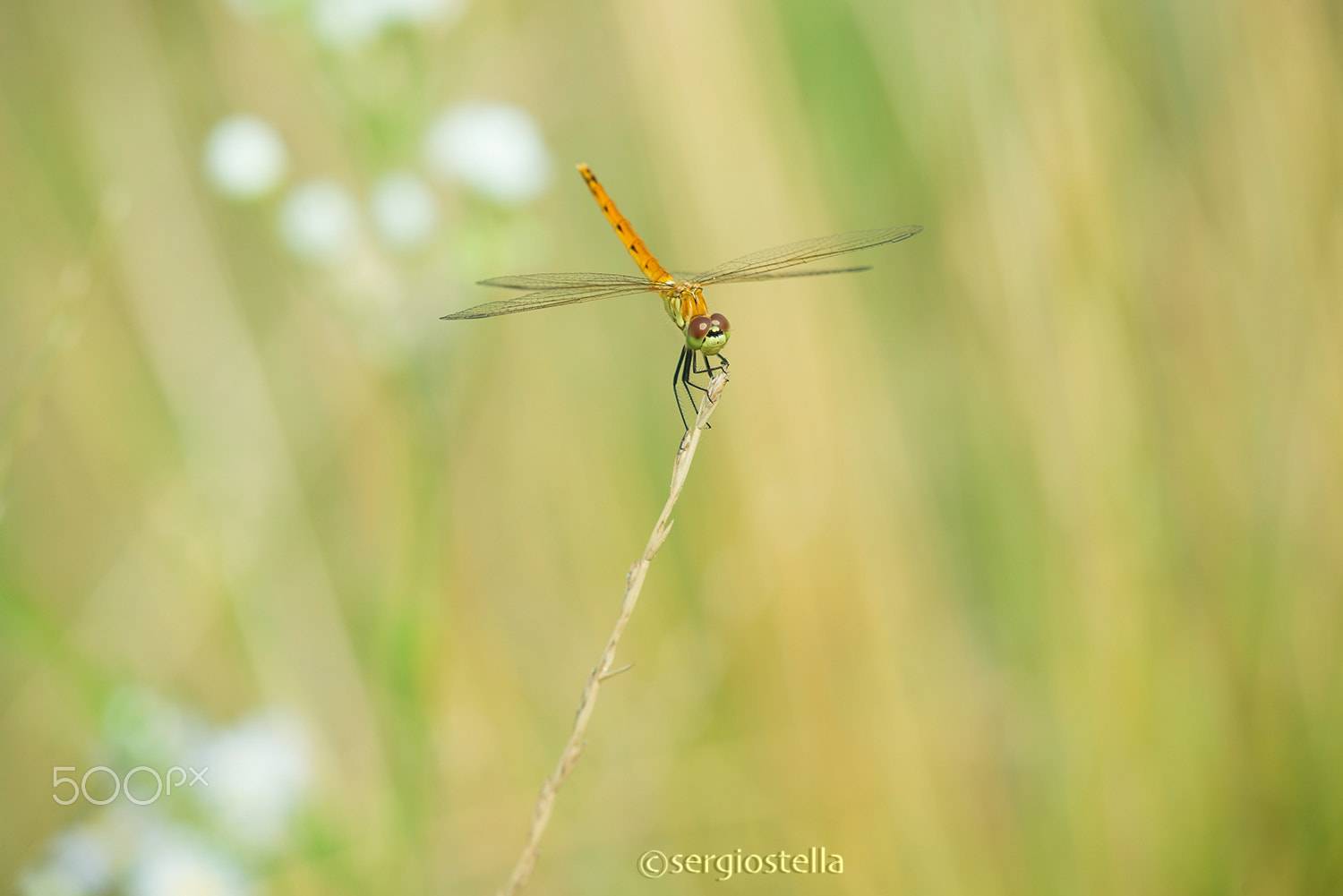 Sigma 150mm F2.8 EX DG Macro HSM sample photo. Sympetrum_depressiusculum photography