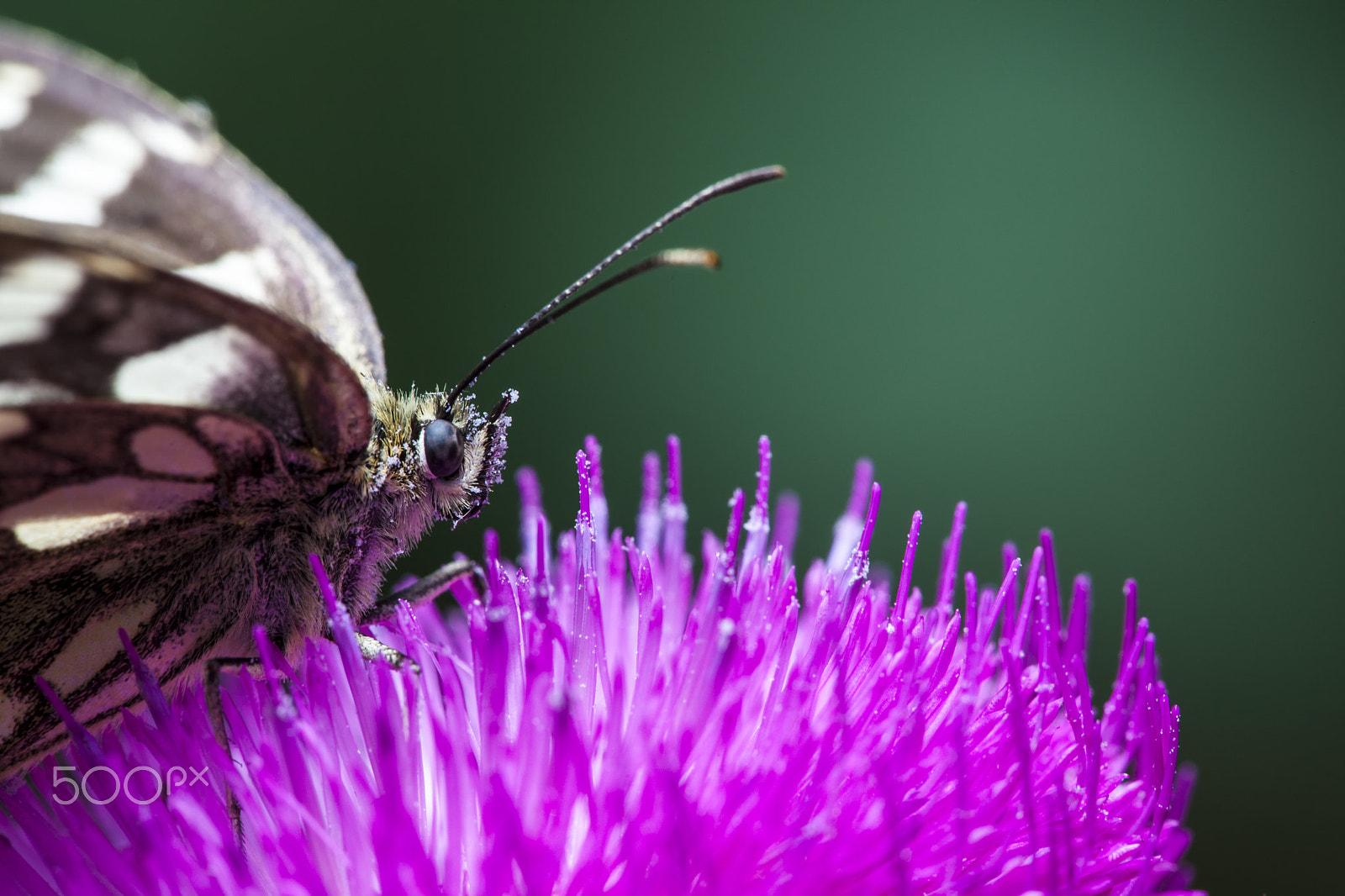 Sigma APO Macro 150mm f/2.8 EX DG HSM sample photo. Butterfly photography