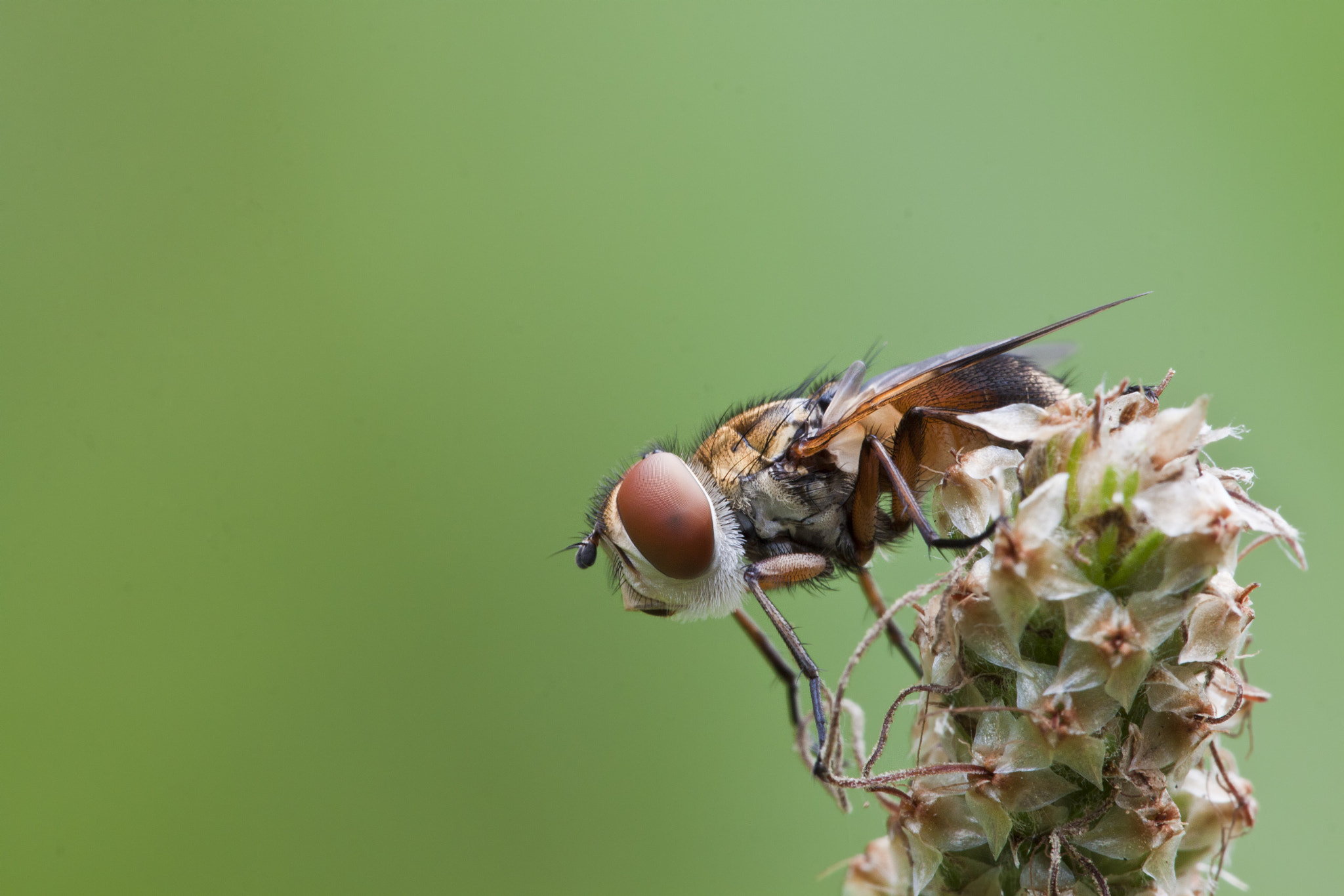 Sigma APO Macro 150mm f/2.8 EX DG HSM sample photo. Fly photography