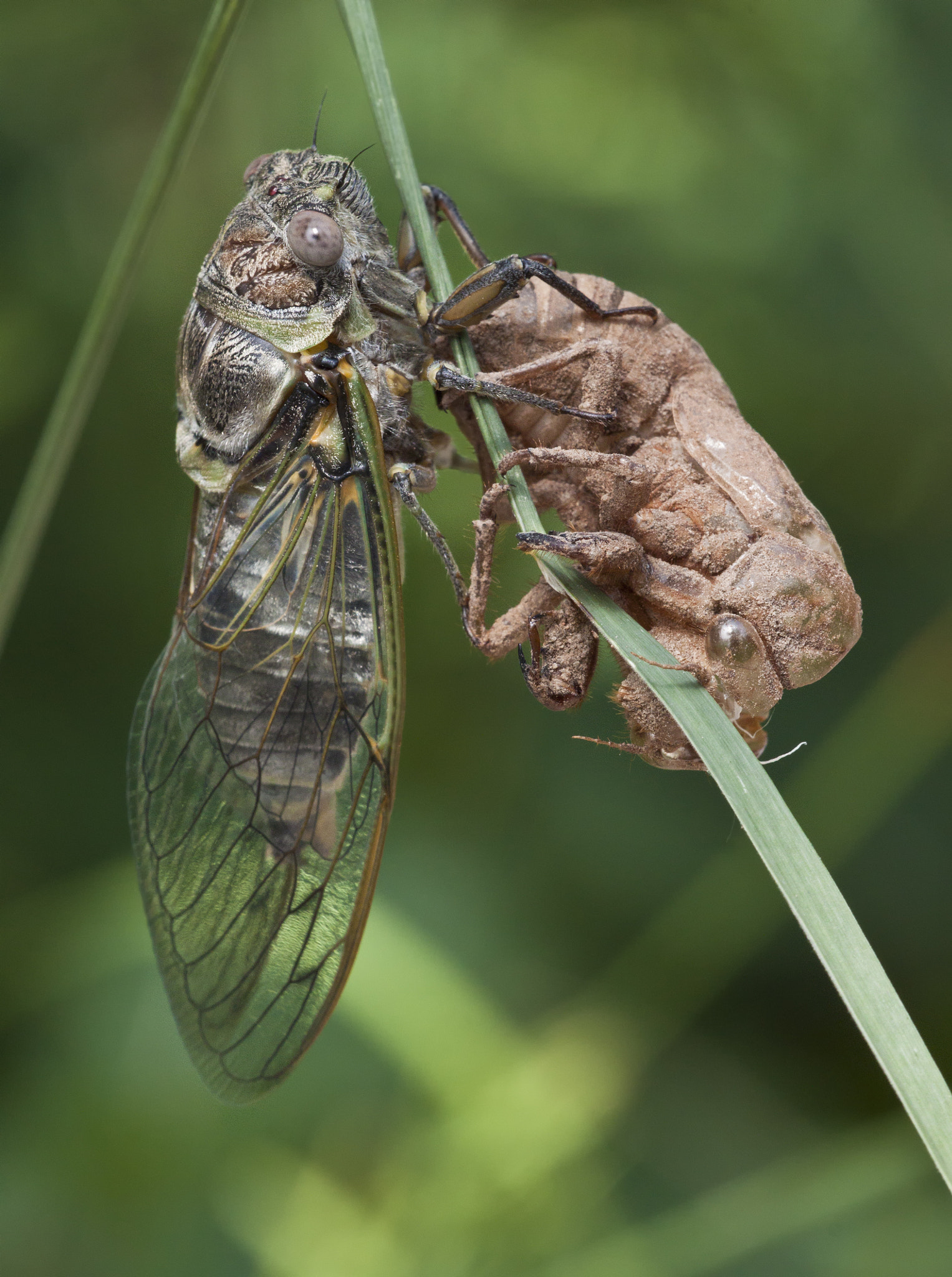 Sigma APO Macro 150mm f/2.8 EX DG HSM sample photo. Cicada photography