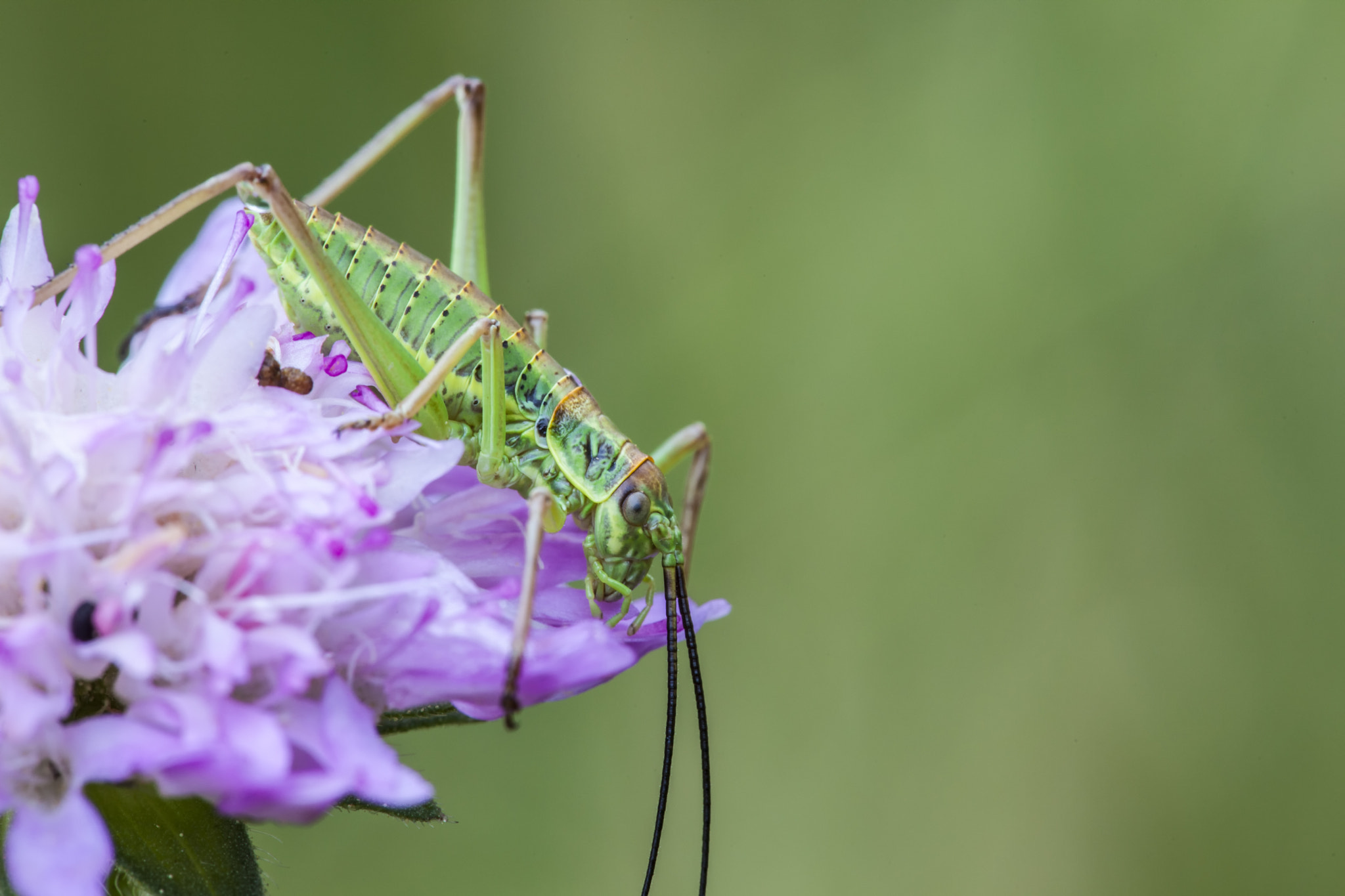Sigma APO Macro 150mm f/2.8 EX DG HSM sample photo. Green cricket photography
