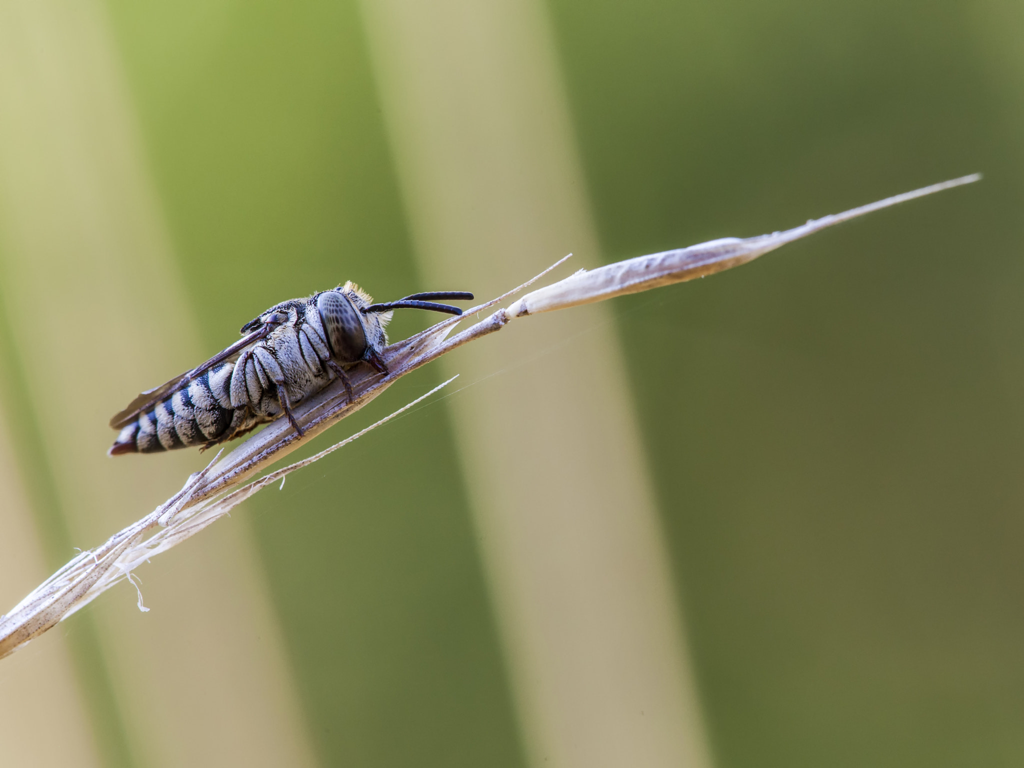 Sigma APO Macro 150mm f/2.8 EX DG HSM sample photo. Sleep bee photography