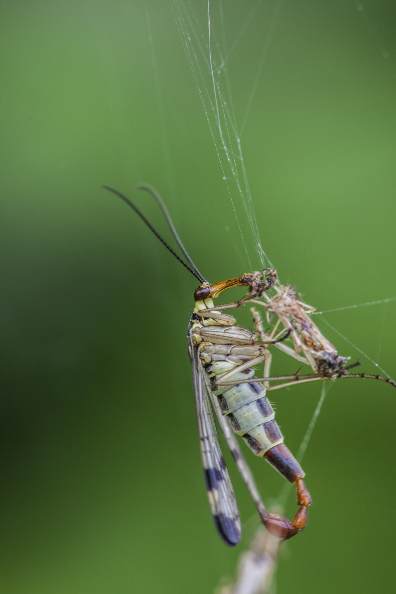 Sigma APO Macro 150mm f/2.8 EX DG HSM sample photo. Mecoptera photography