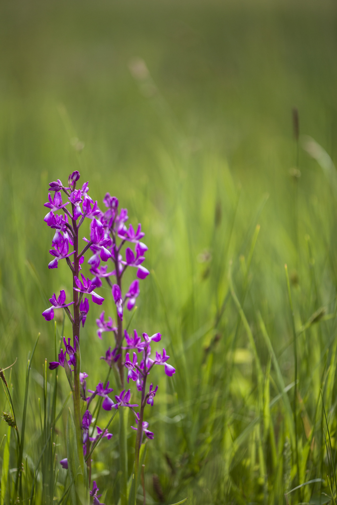 Sigma APO Macro 150mm f/2.8 EX DG HSM sample photo. Orchid photography