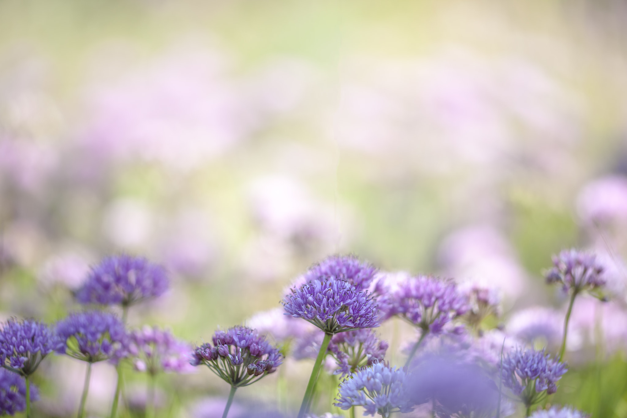 Sigma APO Macro 150mm f/2.8 EX DG HSM sample photo. Flower photography
