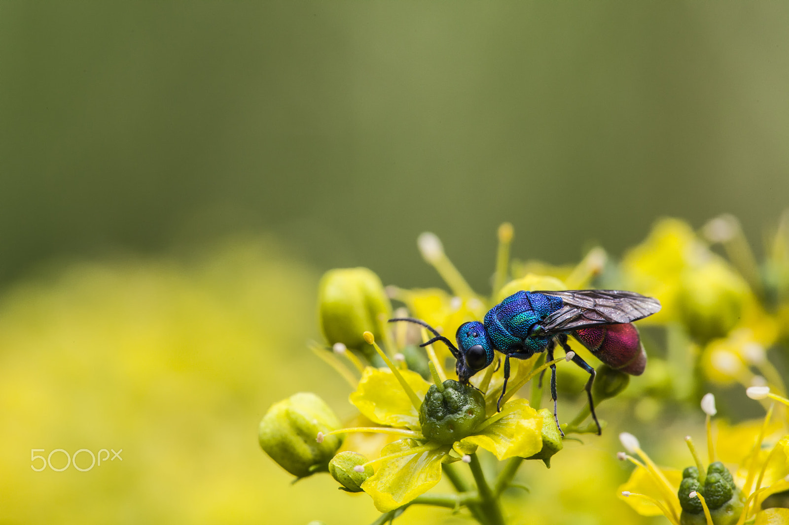 Sigma APO Macro 150mm f/2.8 EX DG HSM sample photo. Holopyga generosa photography
