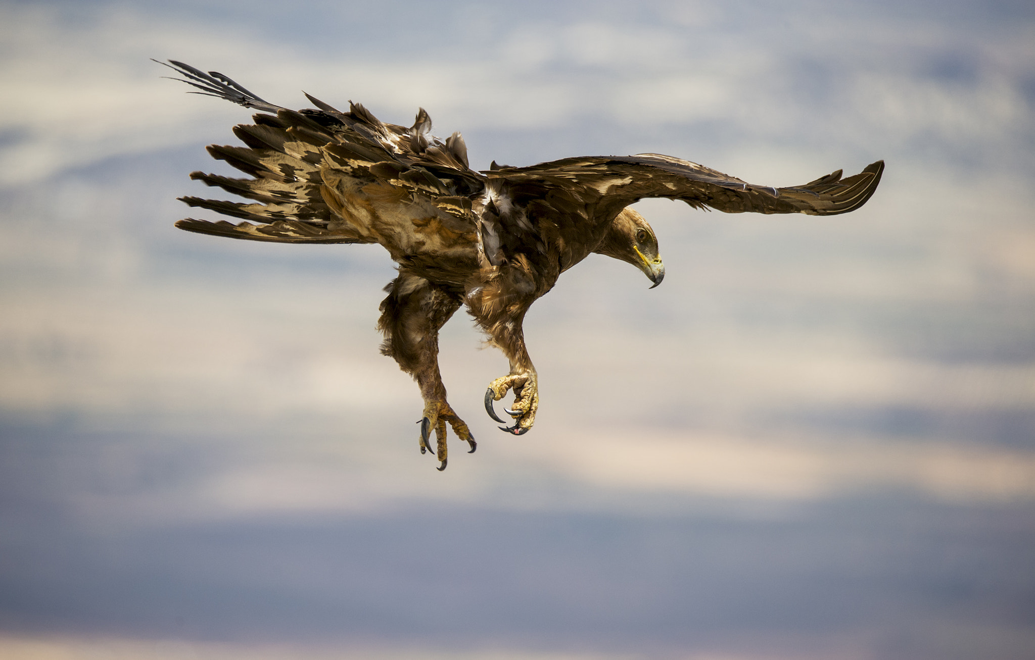 Sigma 150-600mm F5-6.3 DG OS HSM | S sample photo. Mirada photography
