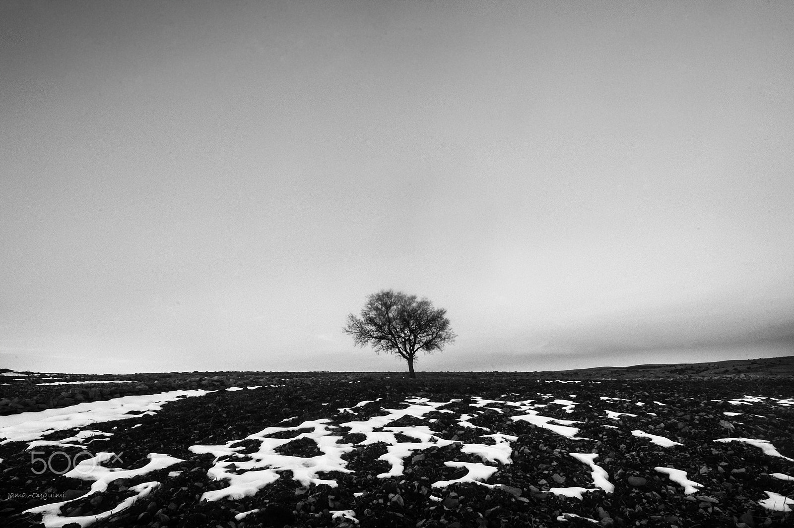 Nikon D700 + Nikon AF Nikkor 20mm F2.8D sample photo. Lonely tree photography