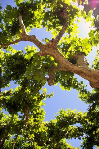 Pentax K100D sample photo. Cielo radiante desde las hojas de un árbol photography