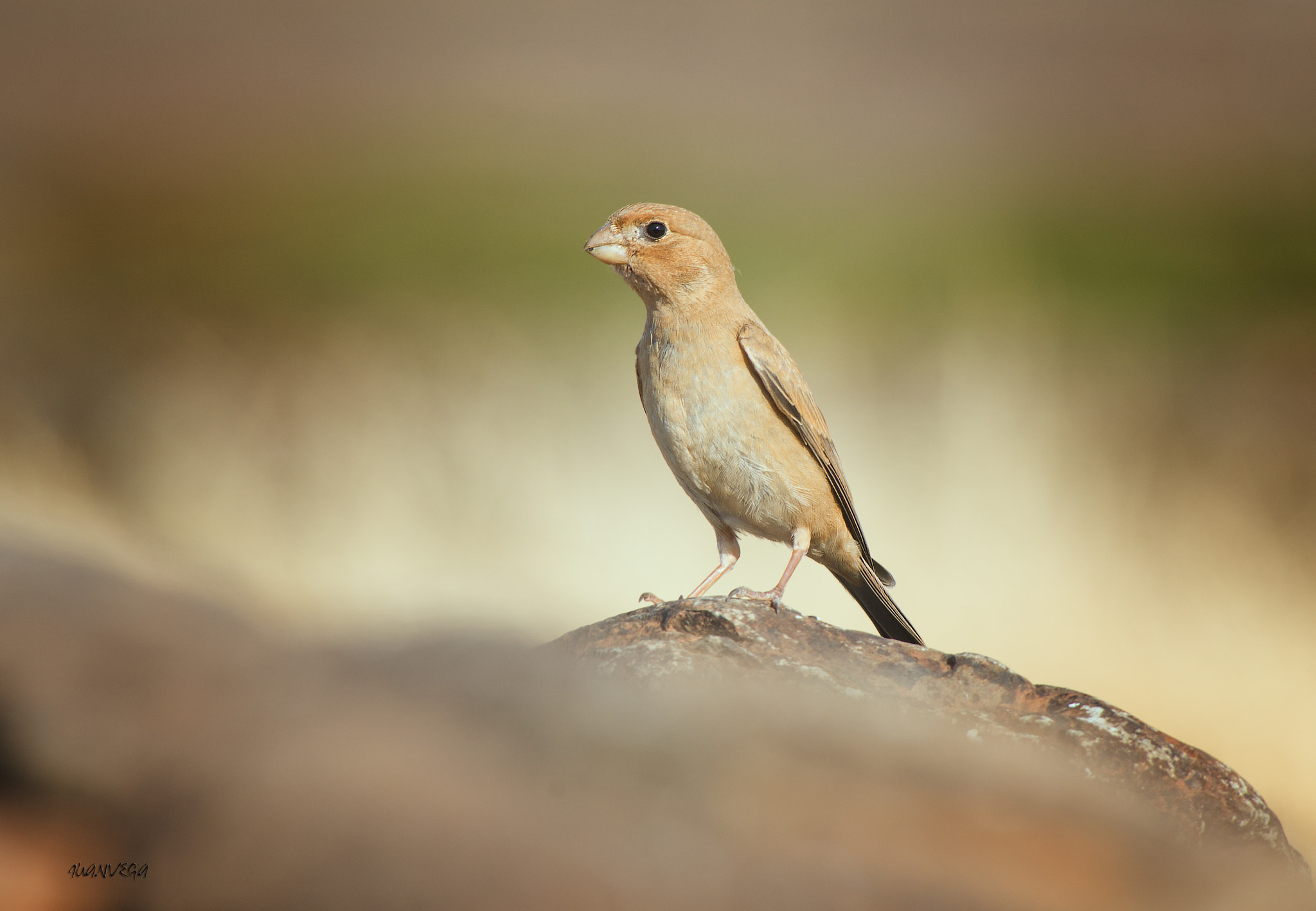 Sony 75-300mm F4.5-5.6 sample photo. Camachuelo photography