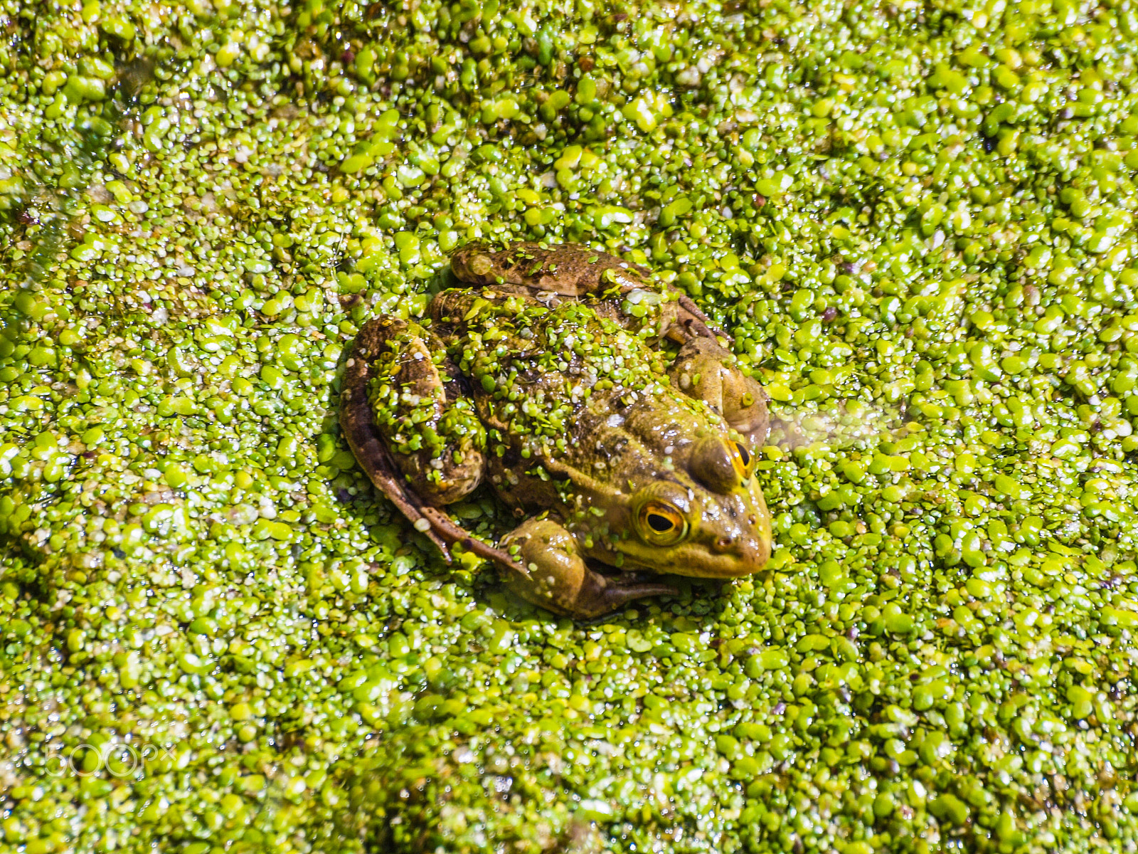 Olympus Zuiko Digital ED 70-300mm F4.0-5.6 sample photo. Frog@pompeji photography