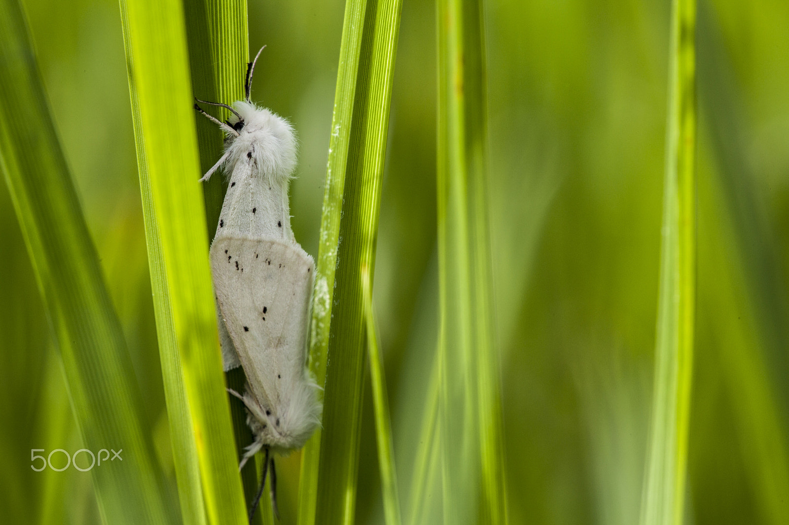 Sigma APO Macro 150mm f/2.8 EX DG HSM sample photo. Butterfly photography