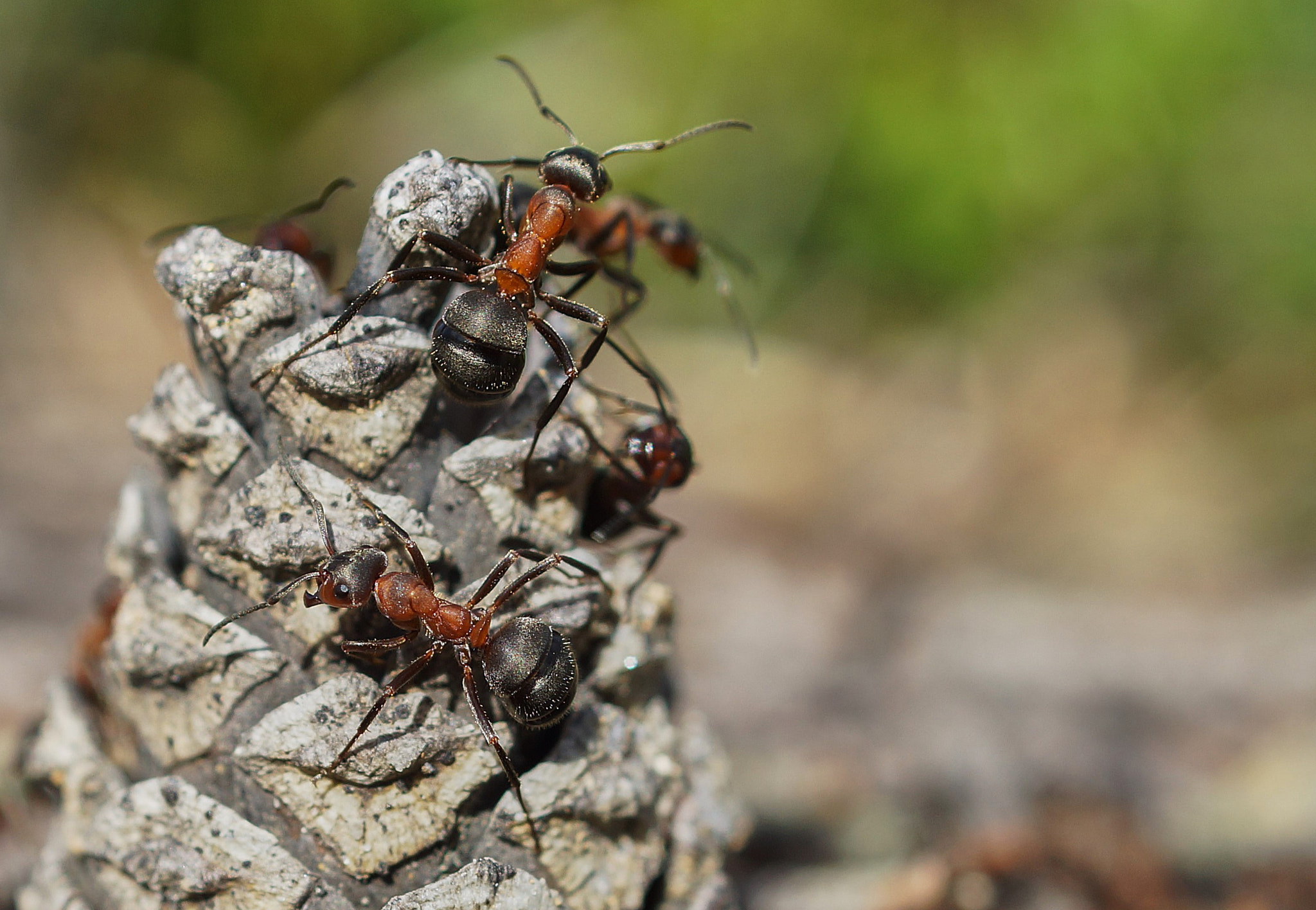 Sony SLT-A77 + Sony DT 30mm F2.8 Macro SAM sample photo. Ants on pine cone fallen into the anthill photography
