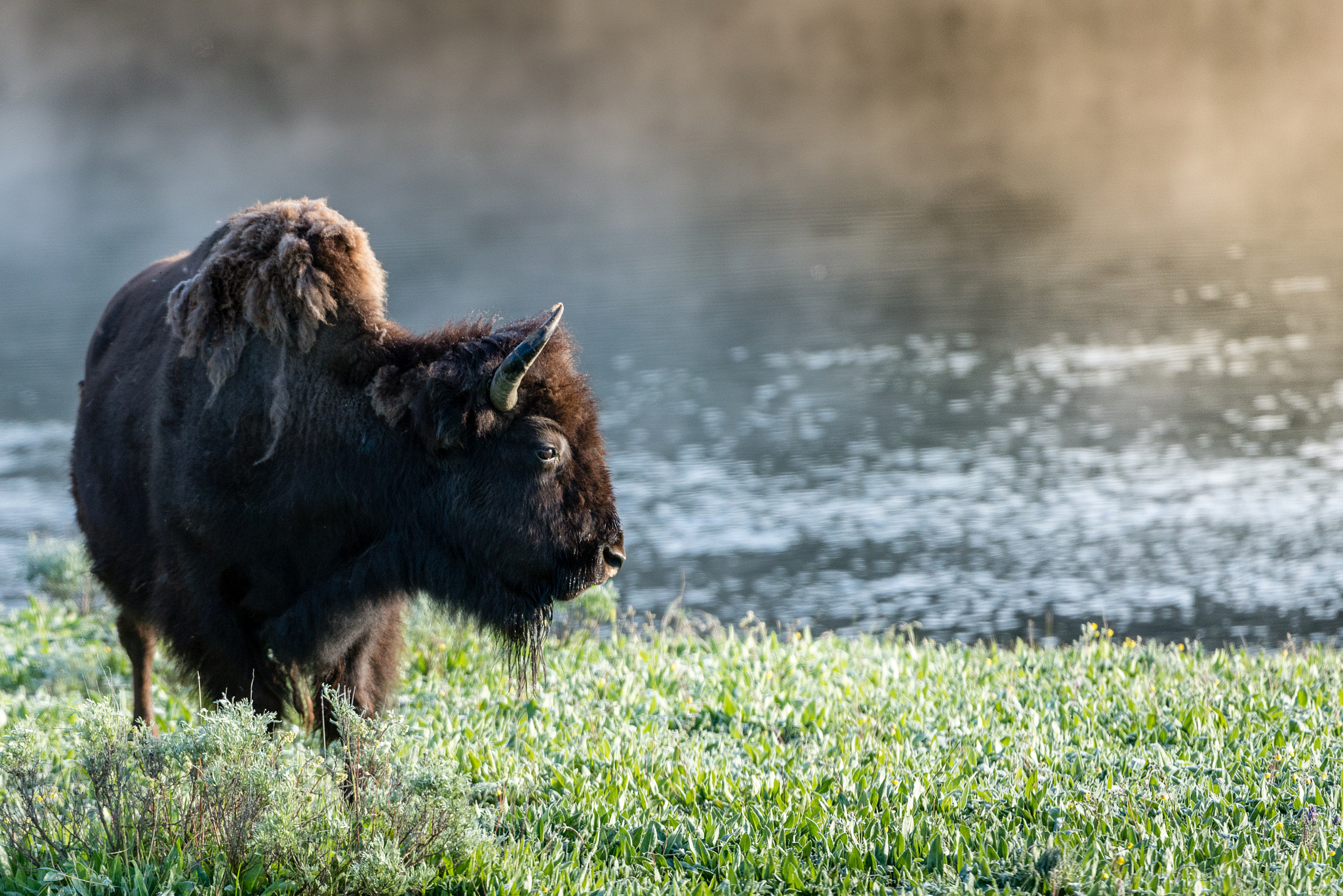 Nikon D600 sample photo. Bison photography