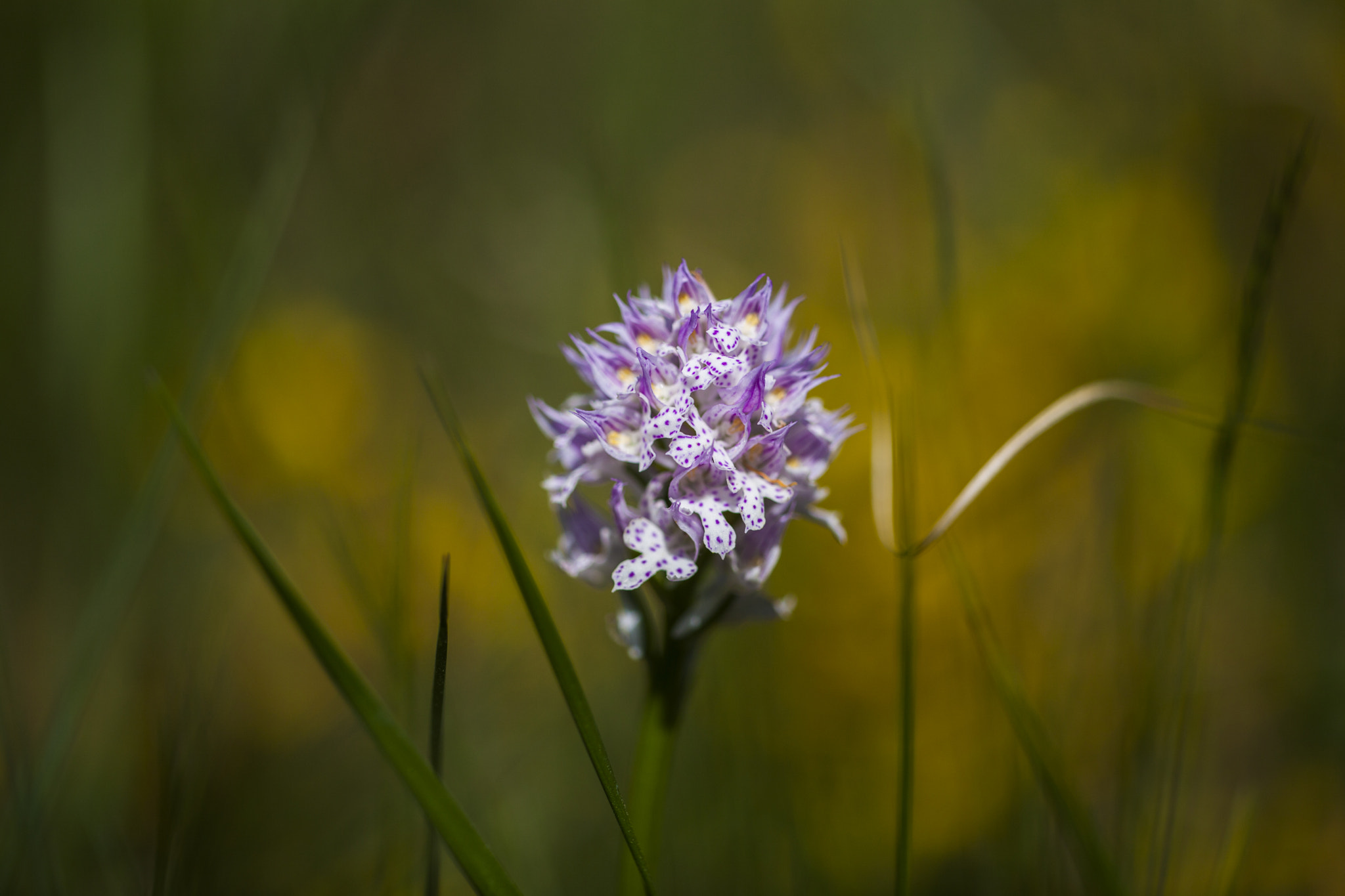 Sigma APO Macro 150mm f/2.8 EX DG HSM sample photo. Orchid photography