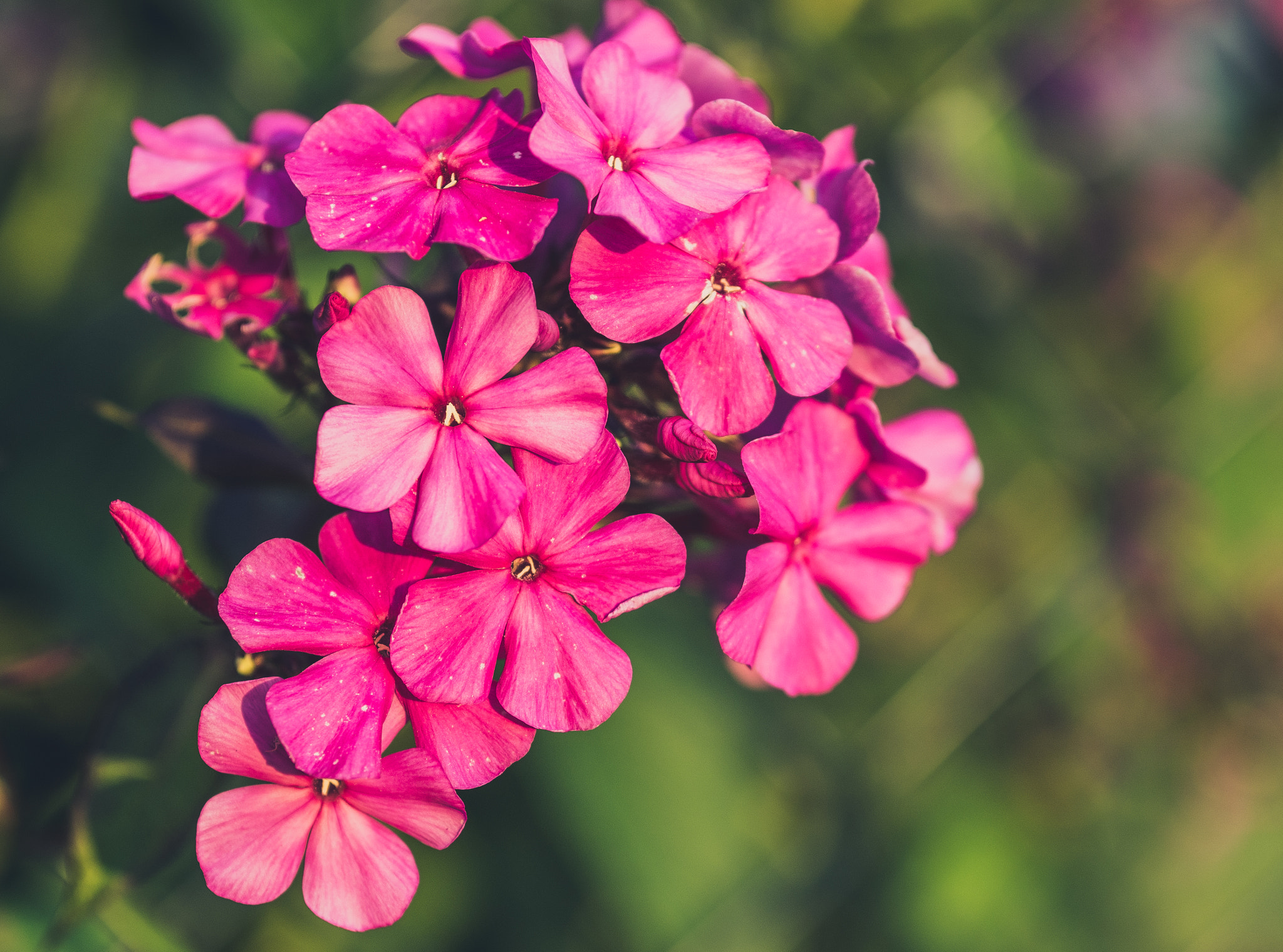 Olympus OM-D E-M10 + Sigma 60mm F2.8 DN Art sample photo. Phlox in the light of the sun photography