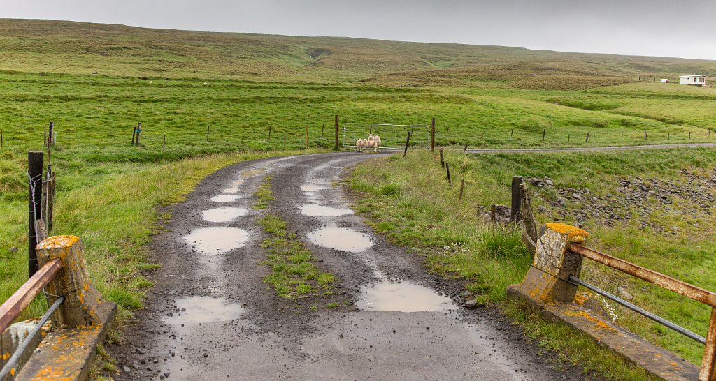 Sheeps on F-Road by Marc Salm on 500px.com