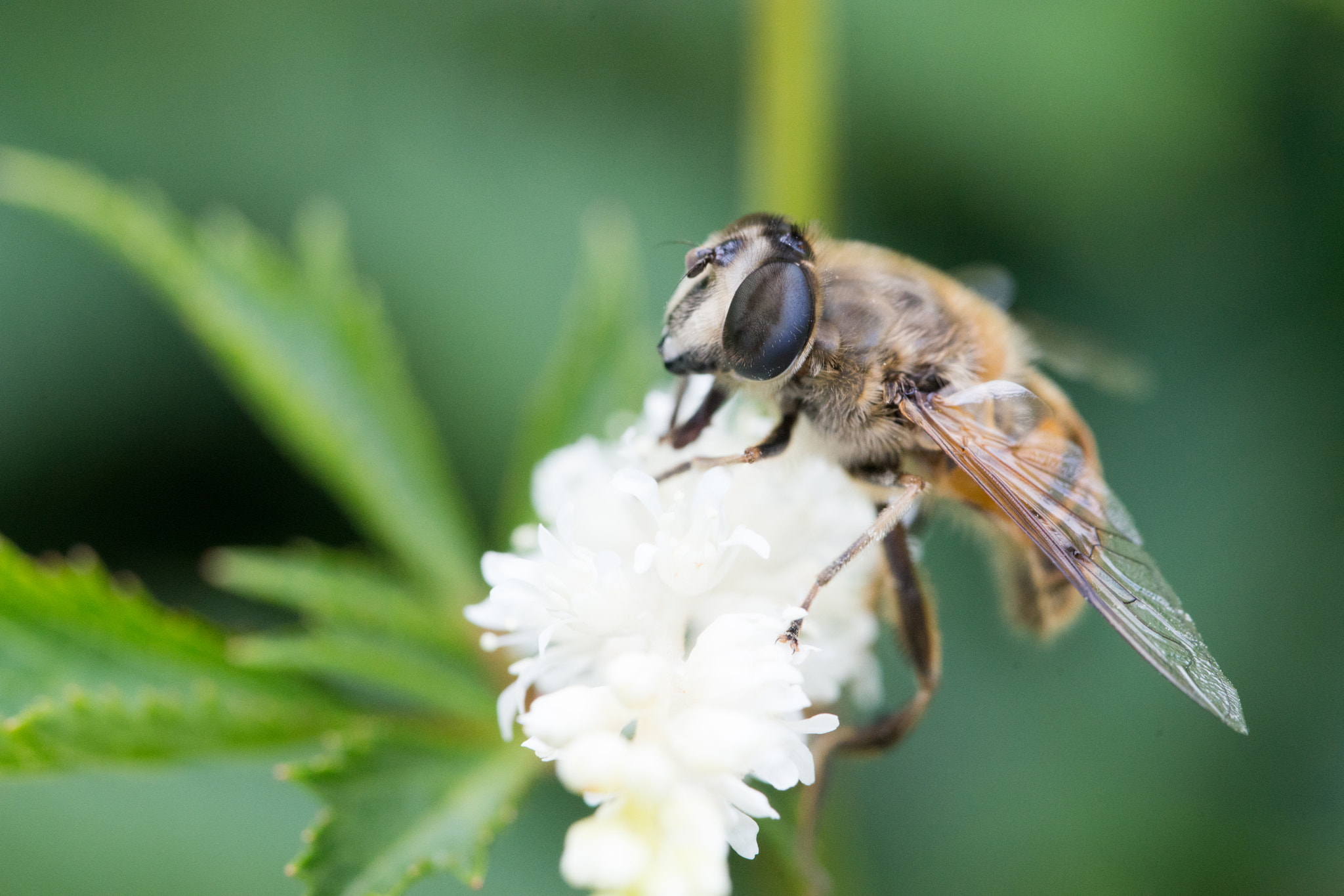 Sony a99 II + 90mm F2.8 Macro SSM sample photo. Flowerfly photography