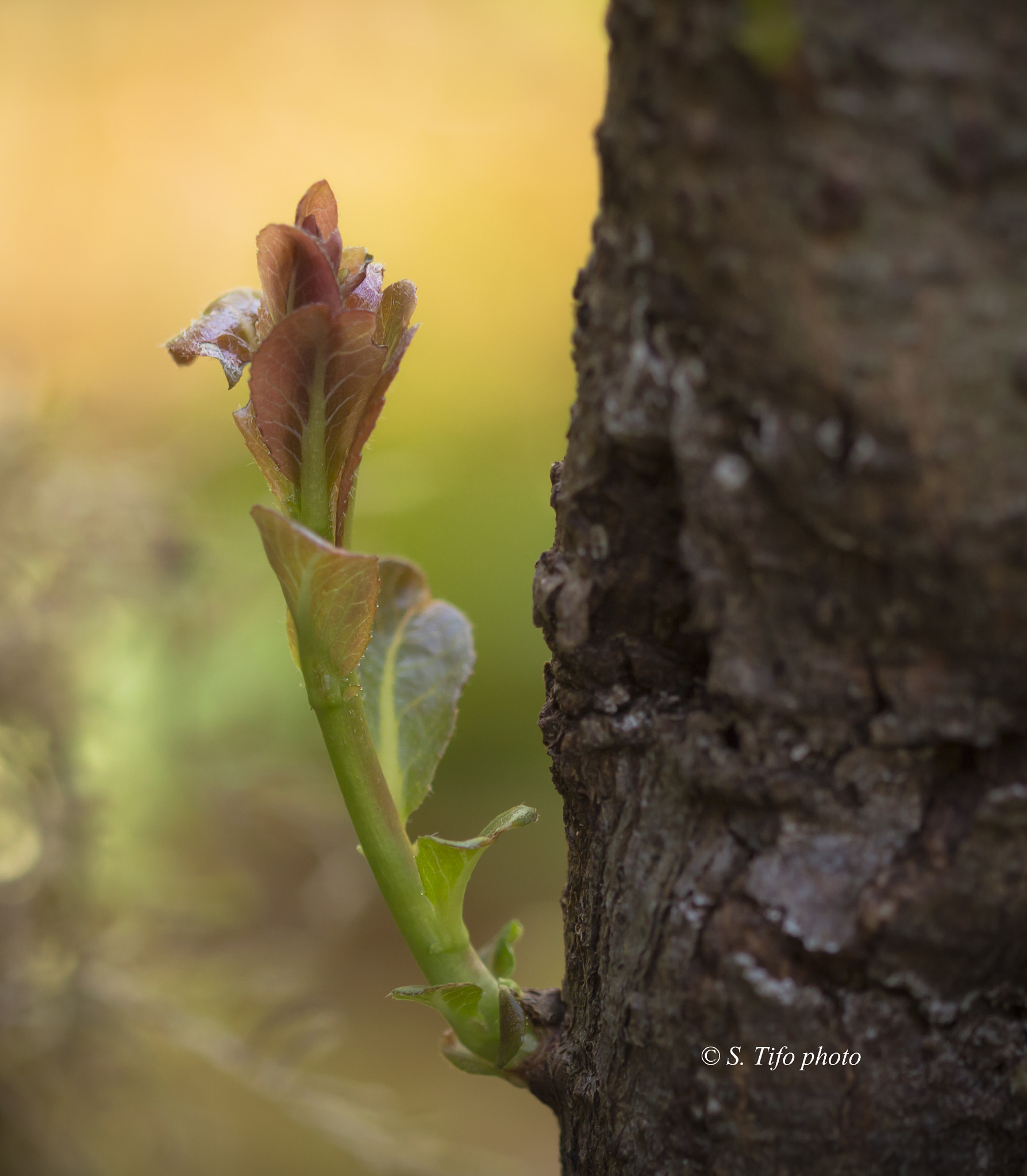 Sigma 105mm F2.8 EX DG OS HSM sample photo. Life goes on ... photography