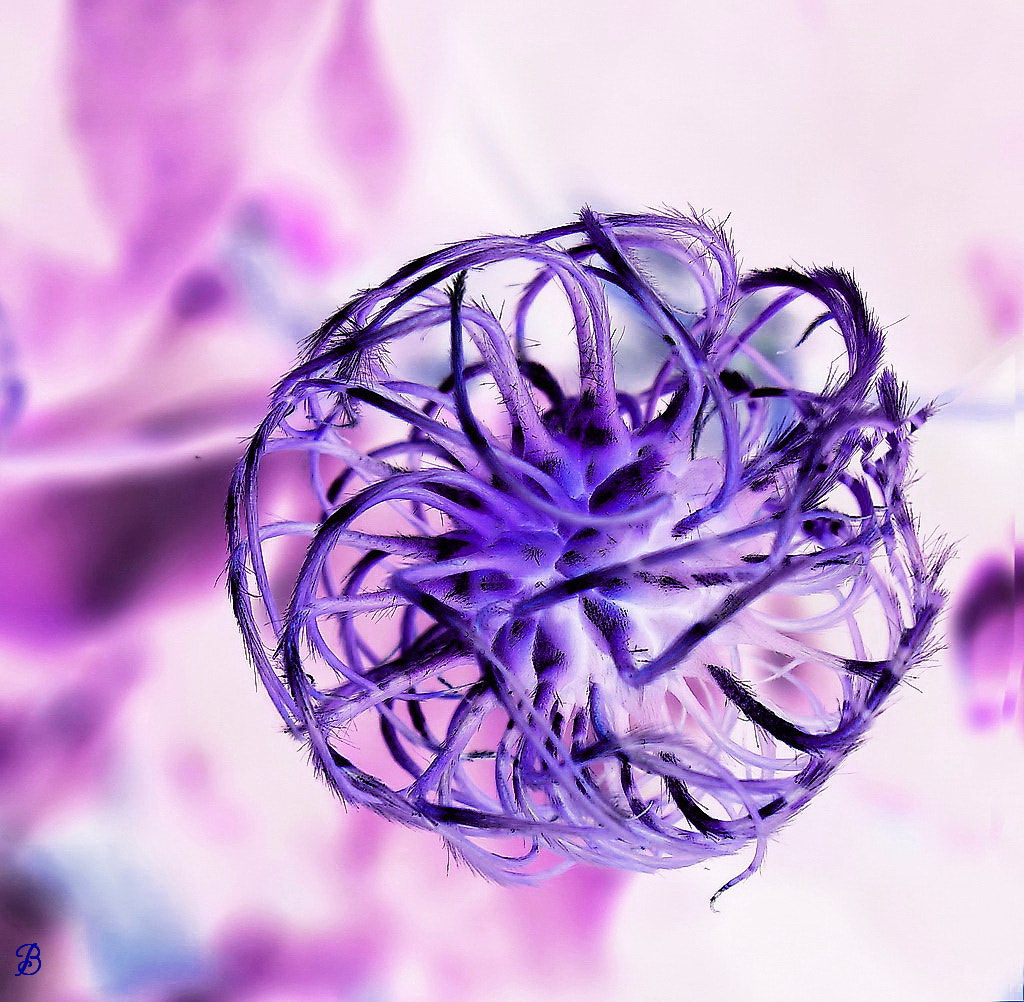 5.6 IS sample photo. Entangled twigs photography