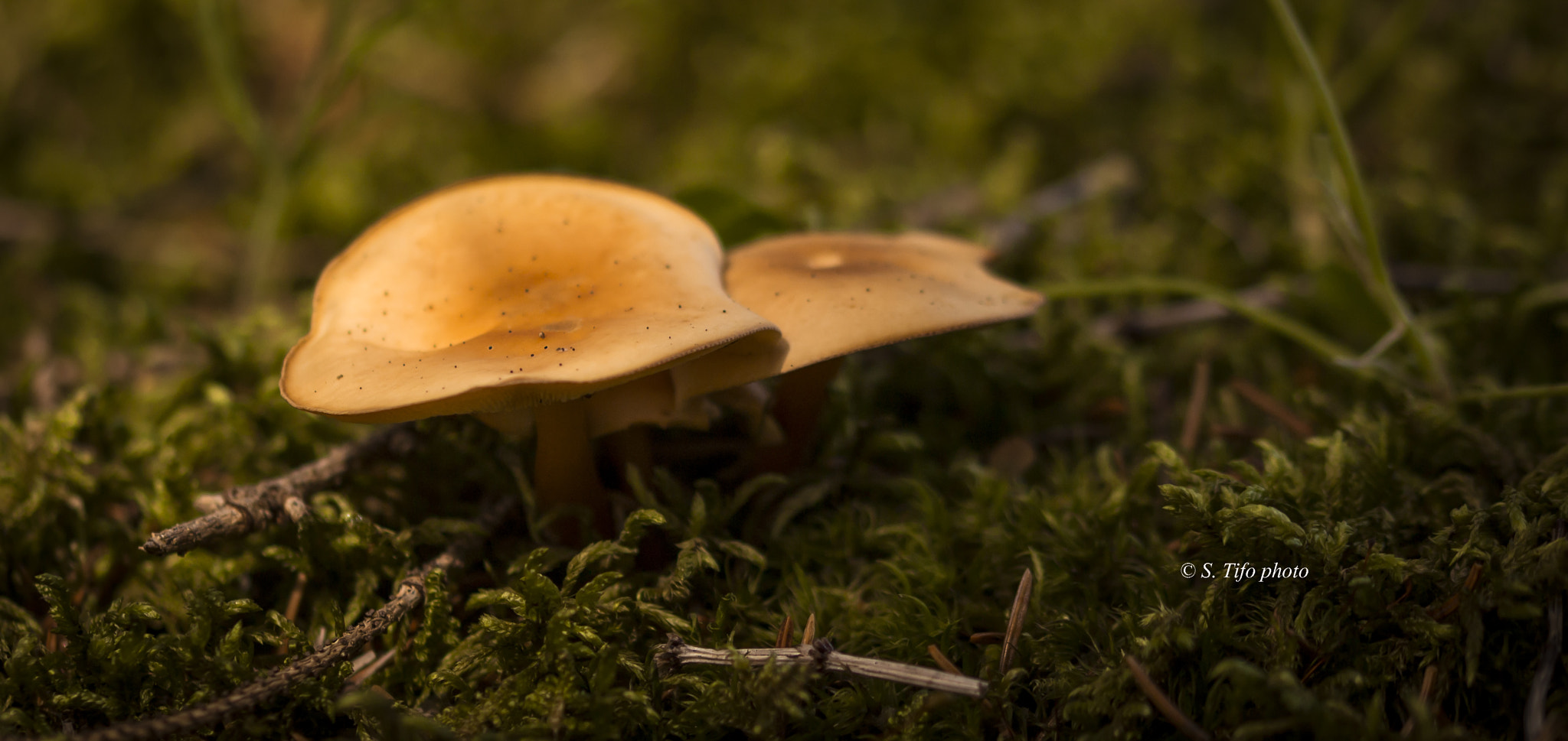 Sigma 105mm F2.8 EX DG OS HSM sample photo. Mushrooms ... photography