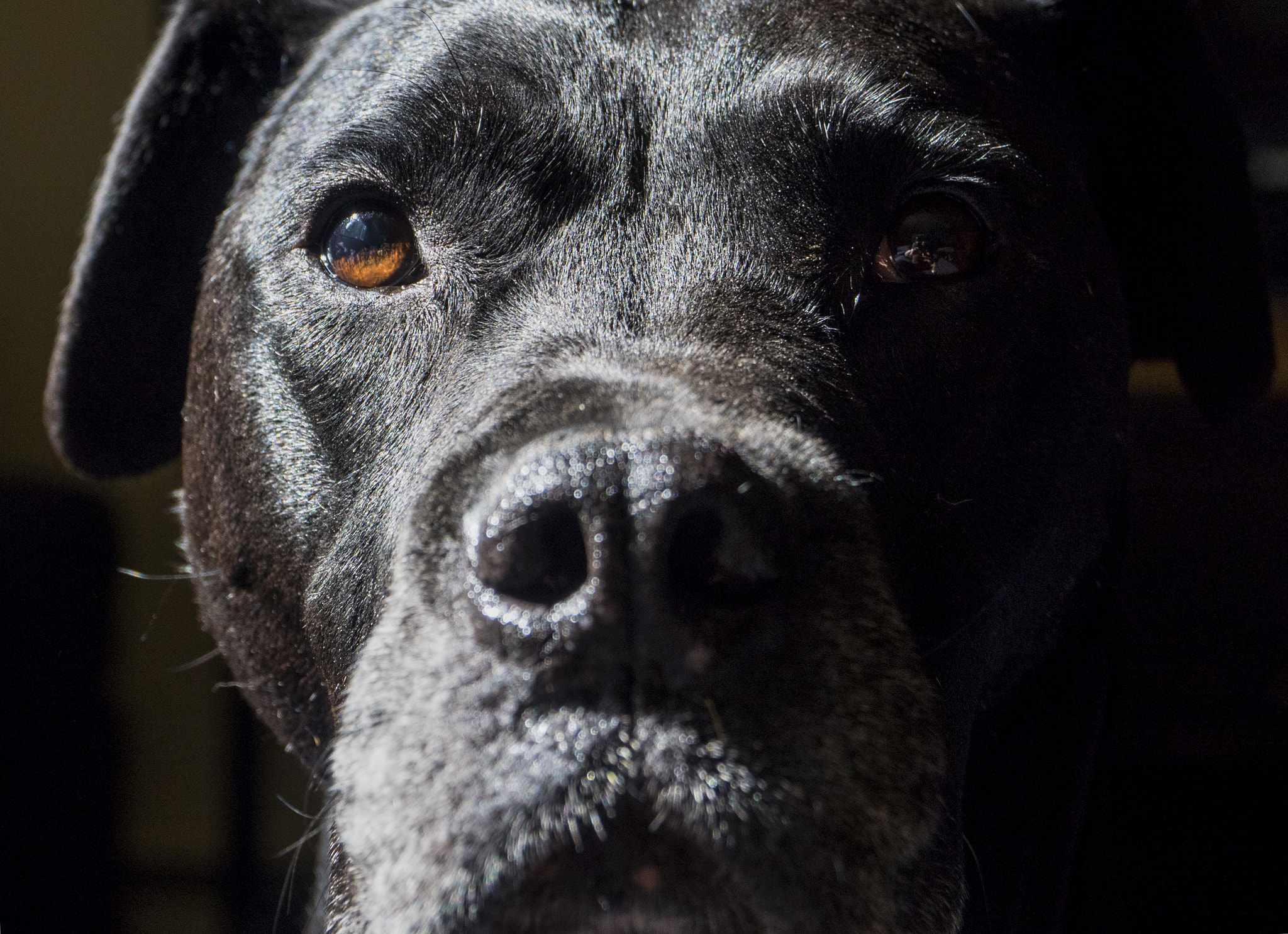 Panasonic Lumix DMC-GH4 sample photo. Jade. photography