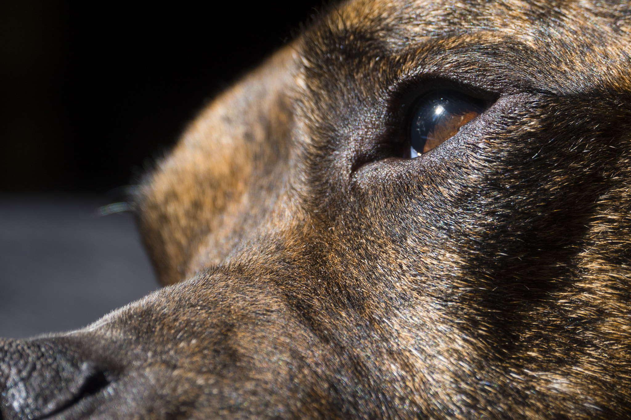Panasonic Lumix DMC-GH4 sample photo. Tiger. photography