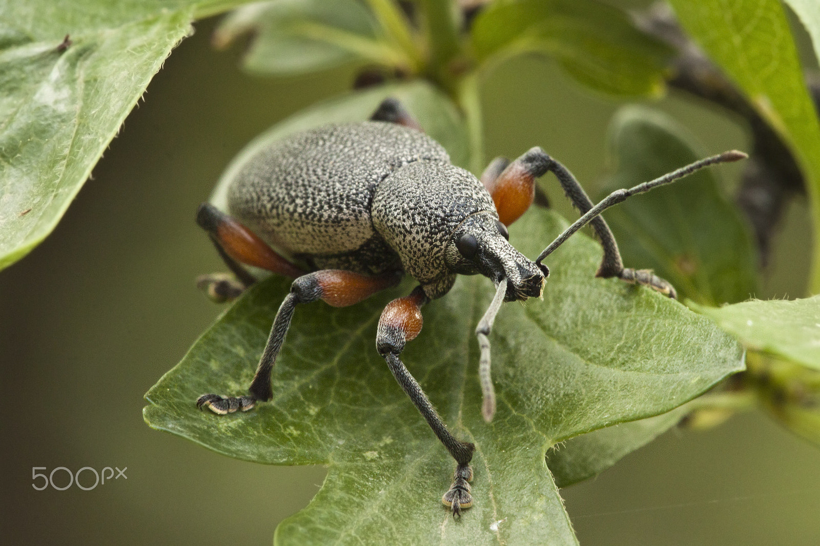 Sigma APO Macro 150mm f/2.8 EX DG HSM sample photo. Beatle photography
