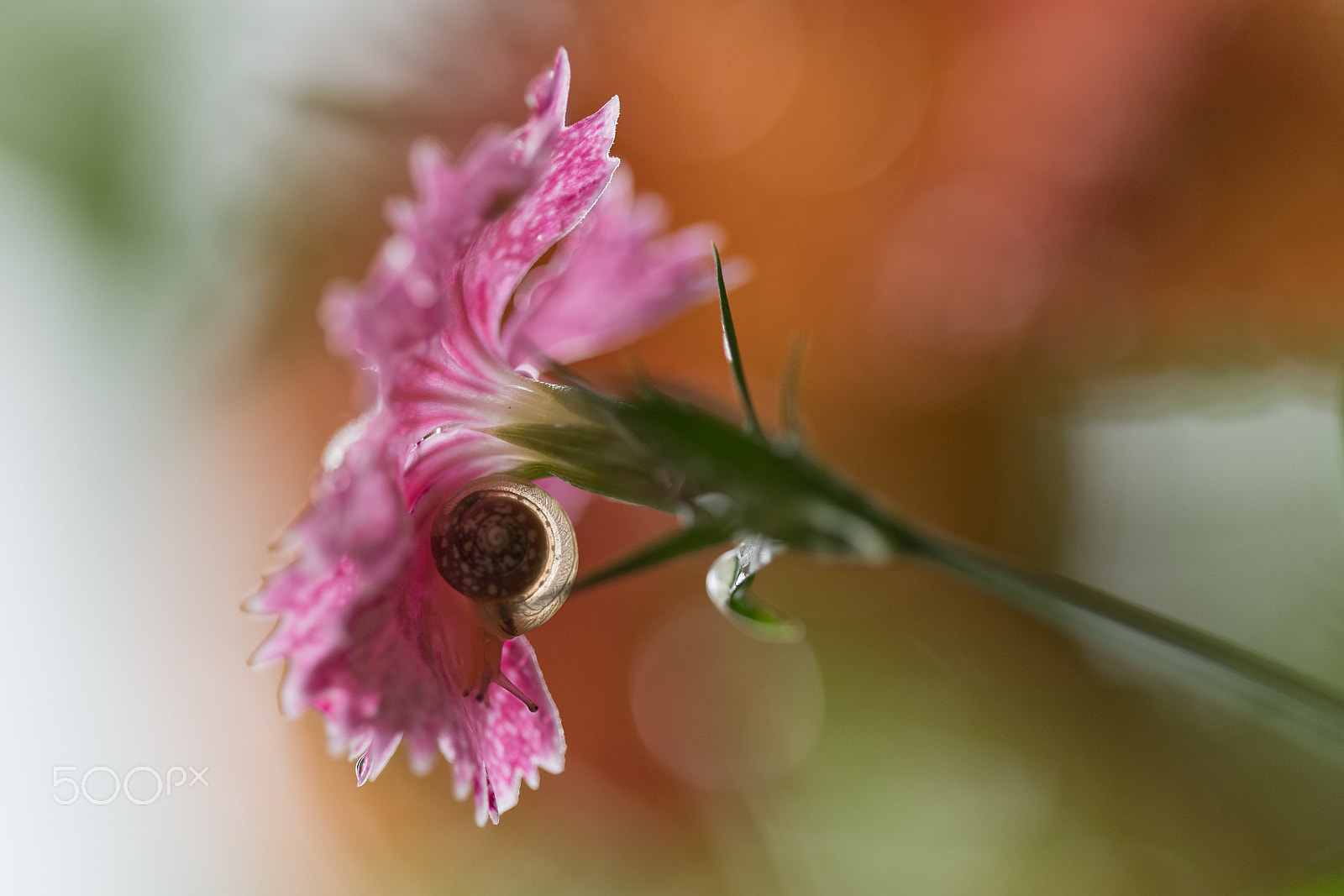 Nikon D5 + Sigma 150mm F2.8 EX DG OS Macro HSM sample photo. The flower and the snail photography