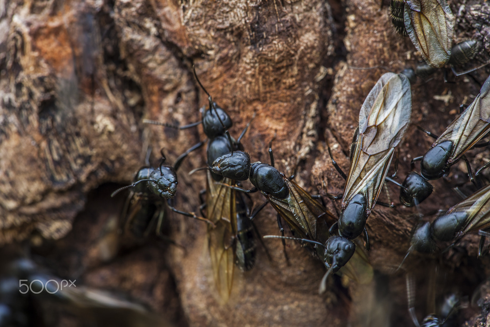 Sigma APO Macro 150mm f/2.8 EX DG HSM sample photo. Ants photography