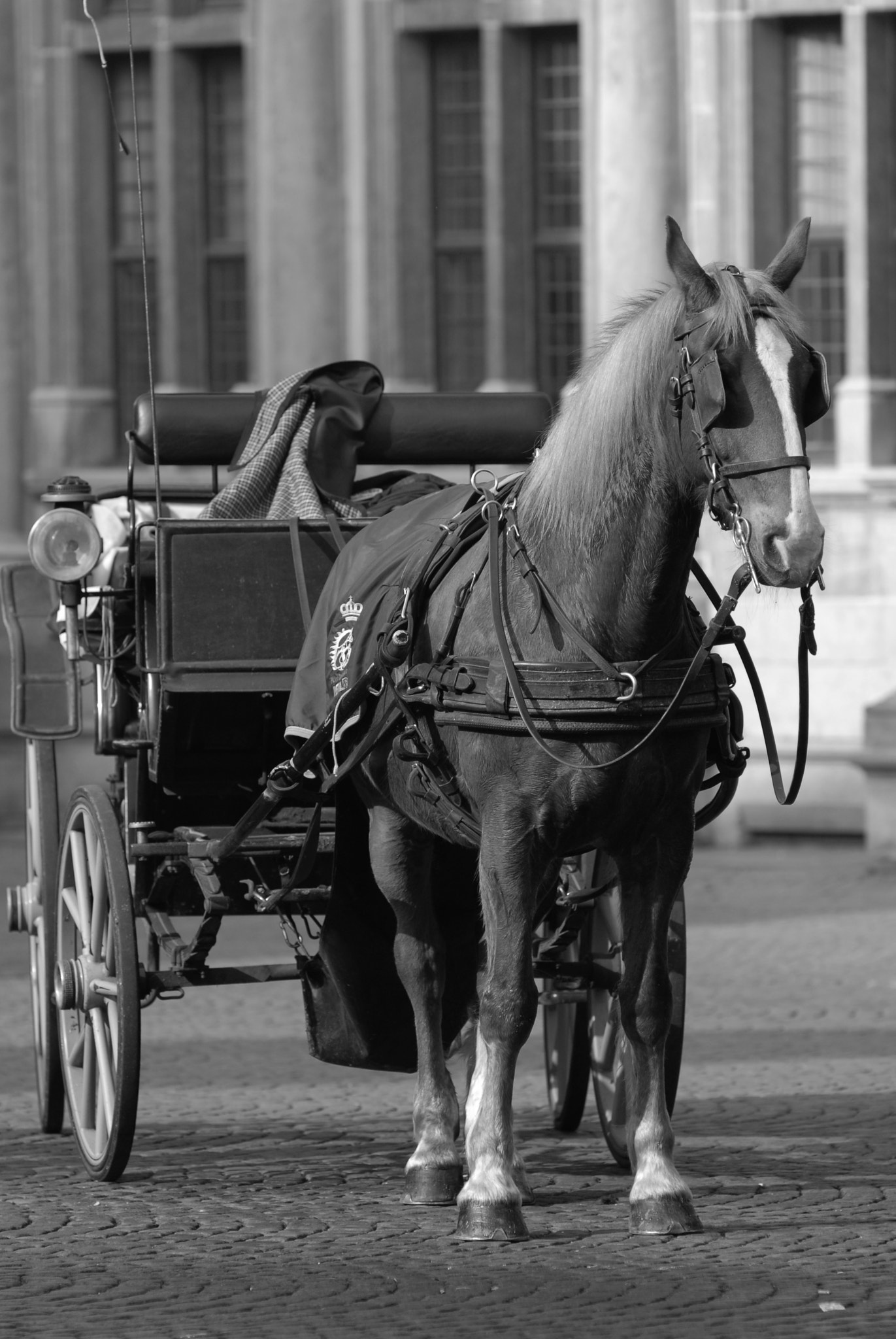 Nikon D200 + Nikon AF Nikkor 180mm F2.8D ED-IF sample photo. He (it) waits for the tourists. photography