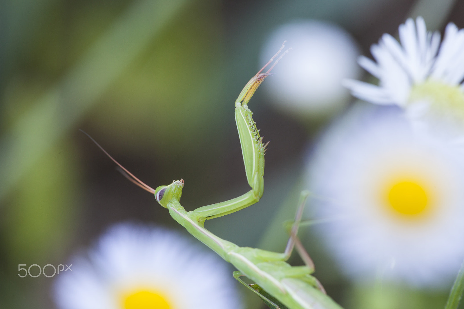 Sigma APO Macro 150mm f/2.8 EX DG HSM sample photo. Mantis photography