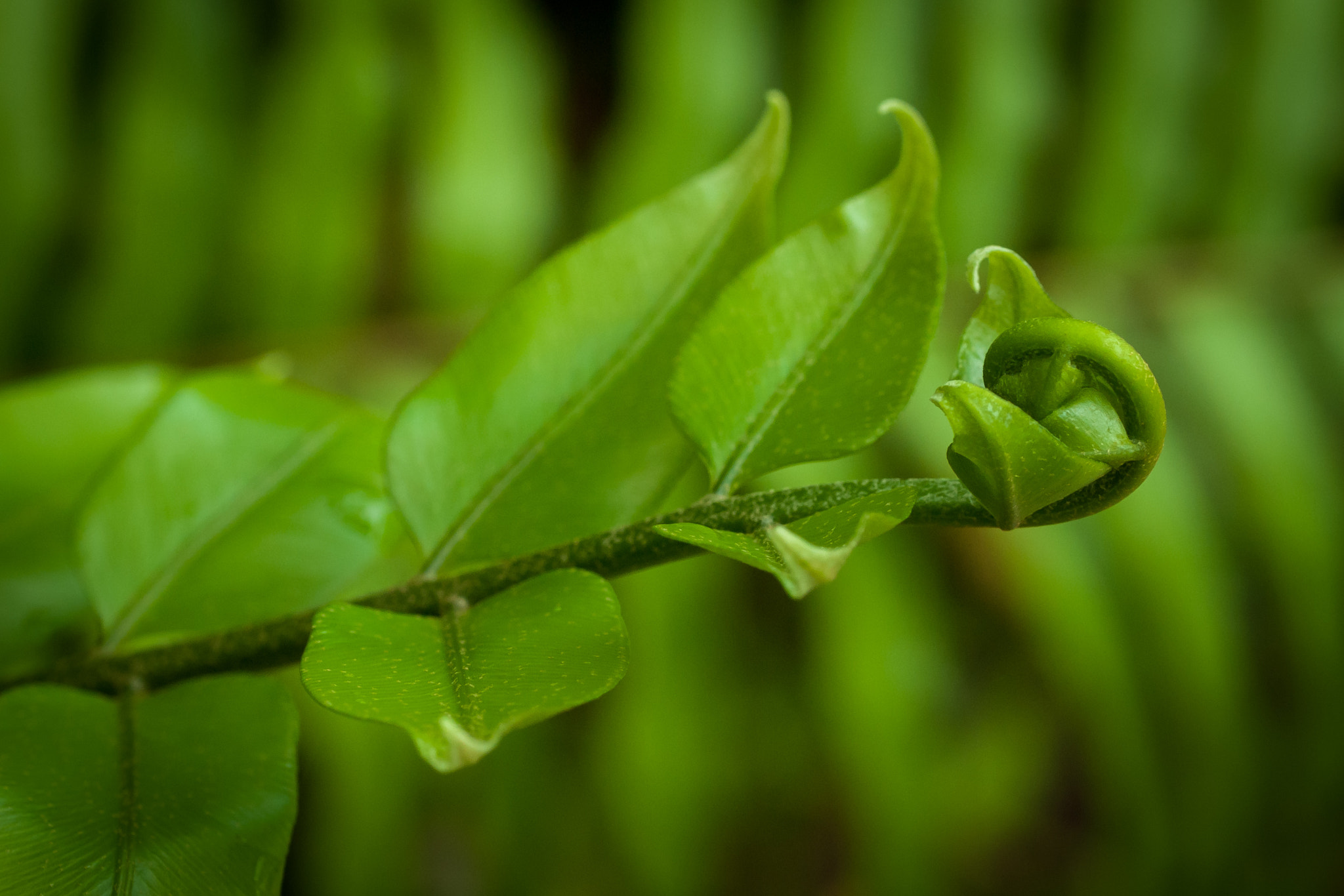 Olympus E-620 (EVOLT E-620) + OLYMPUS 50mm Lens sample photo. Fern frond photography