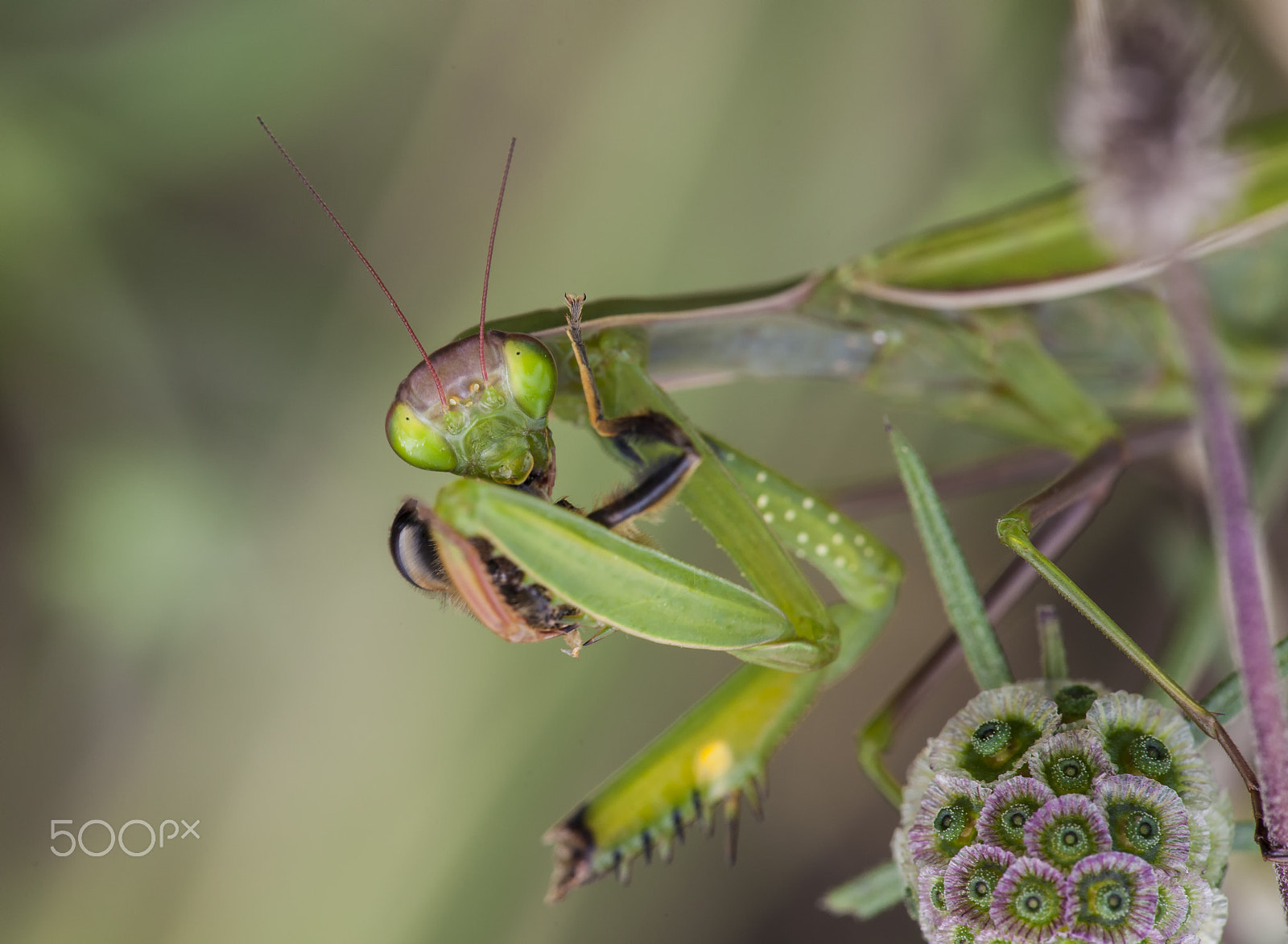 Sigma APO Macro 150mm f/2.8 EX DG HSM sample photo. Mantis photography