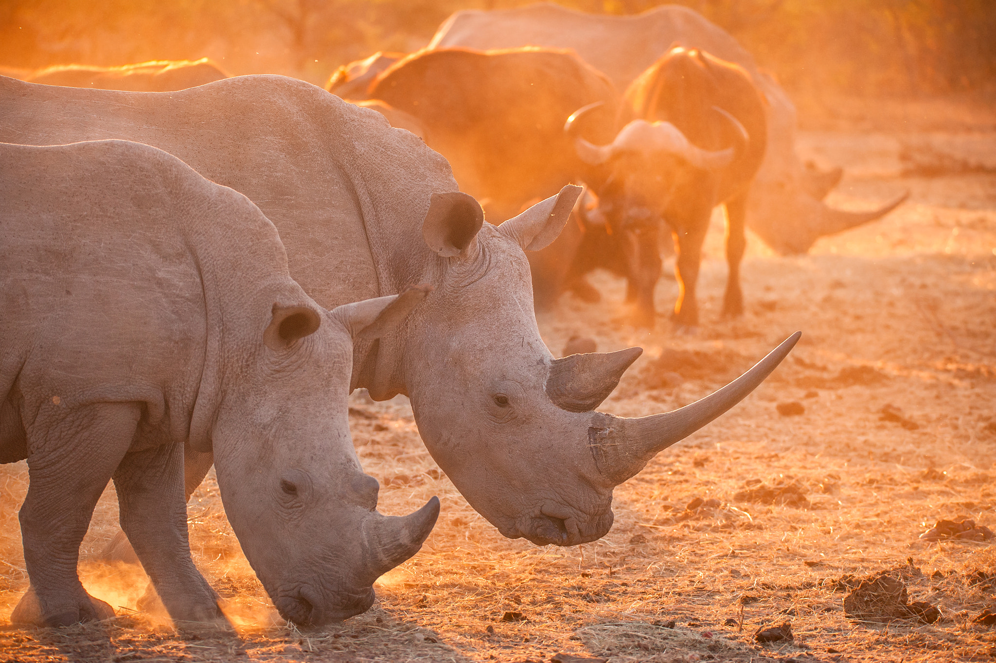 Sigma 150-600mm F5-6.3 DG OS HSM | S sample photo. Parched earth rhino photography