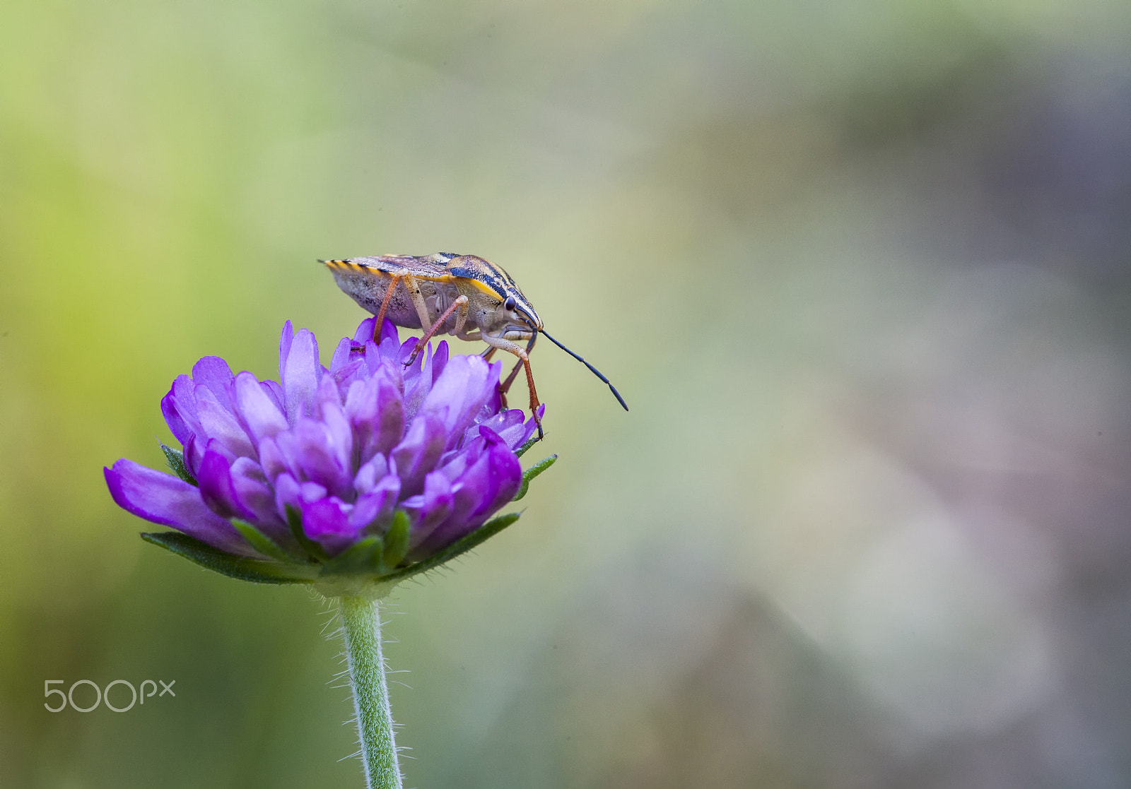 Sigma APO Macro 150mm f/2.8 EX DG HSM sample photo. Palomena prasina photography