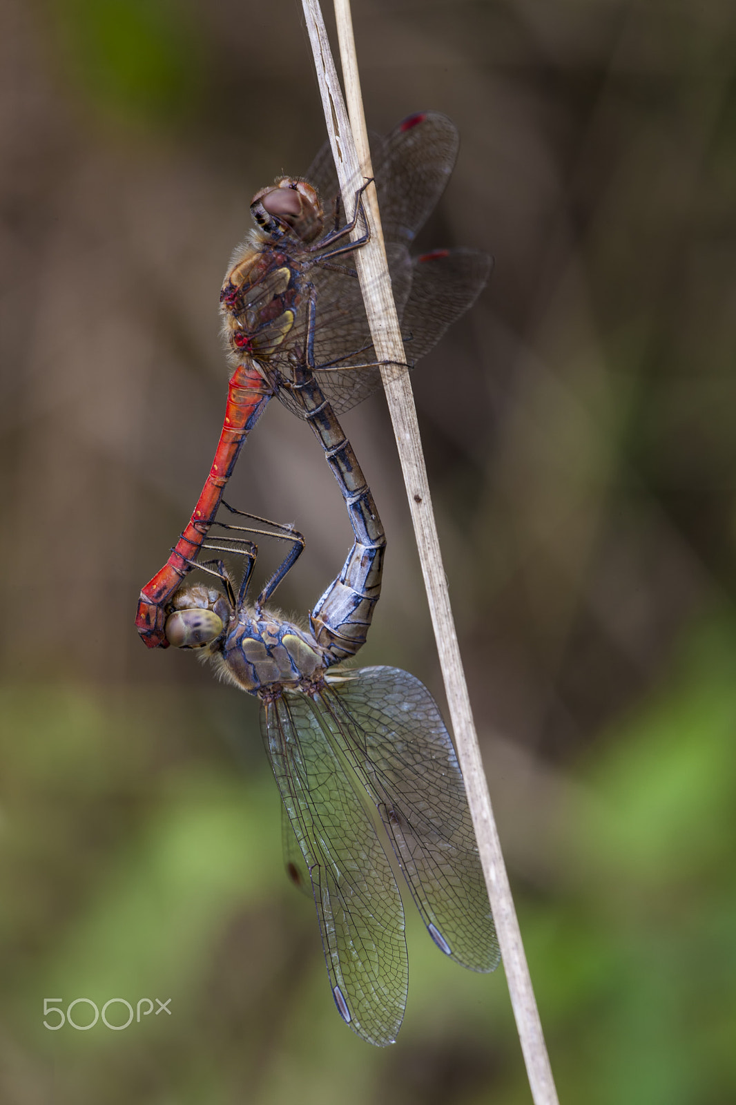 Sigma APO Macro 150mm f/2.8 EX DG HSM sample photo. Dragonfly photography