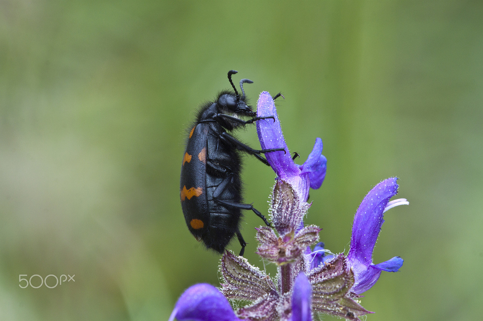 Sigma APO Macro 150mm f/2.8 EX DG HSM sample photo. Beatle photography
