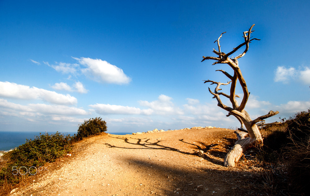 Canon EOS 60D + Canon EF-S 10-18mm F4.5–5.6 IS STM sample photo. Psycho dali photography