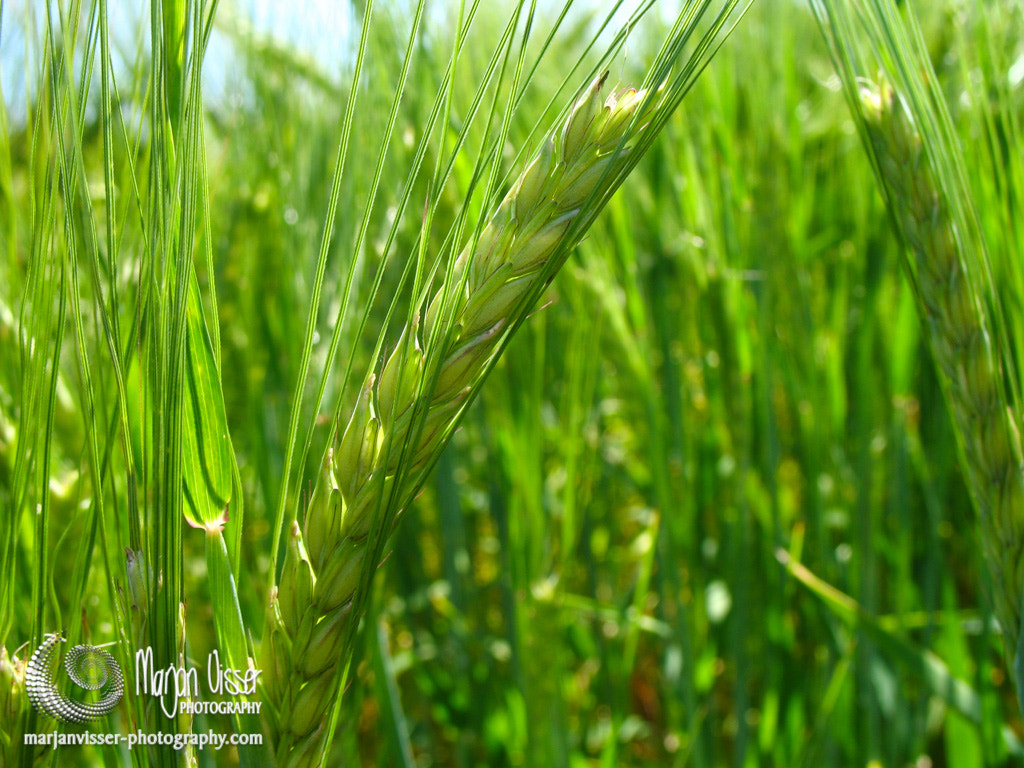 Canon POWERSHOT A620 sample photo. Wheat field in the netherlands photography