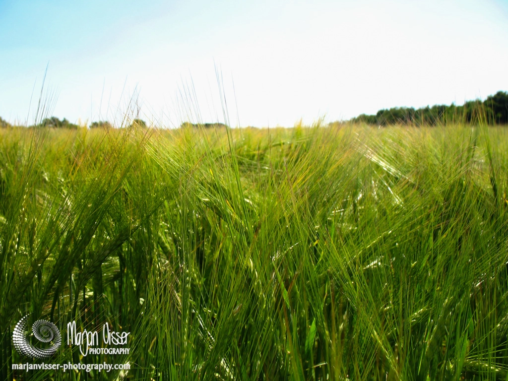 Canon POWERSHOT A620 sample photo. Wheat field in the netherlands photography