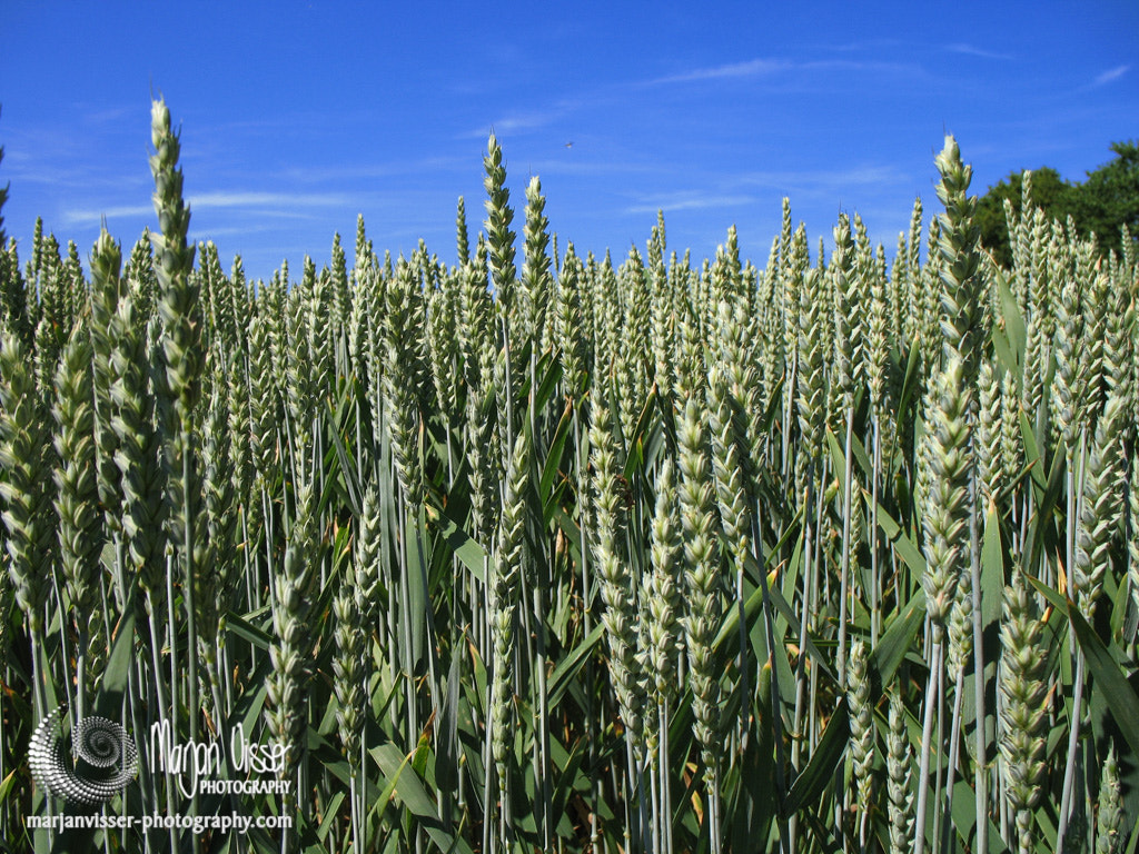 Canon POWERSHOT A620 sample photo. Wheat field in the netherlands photography