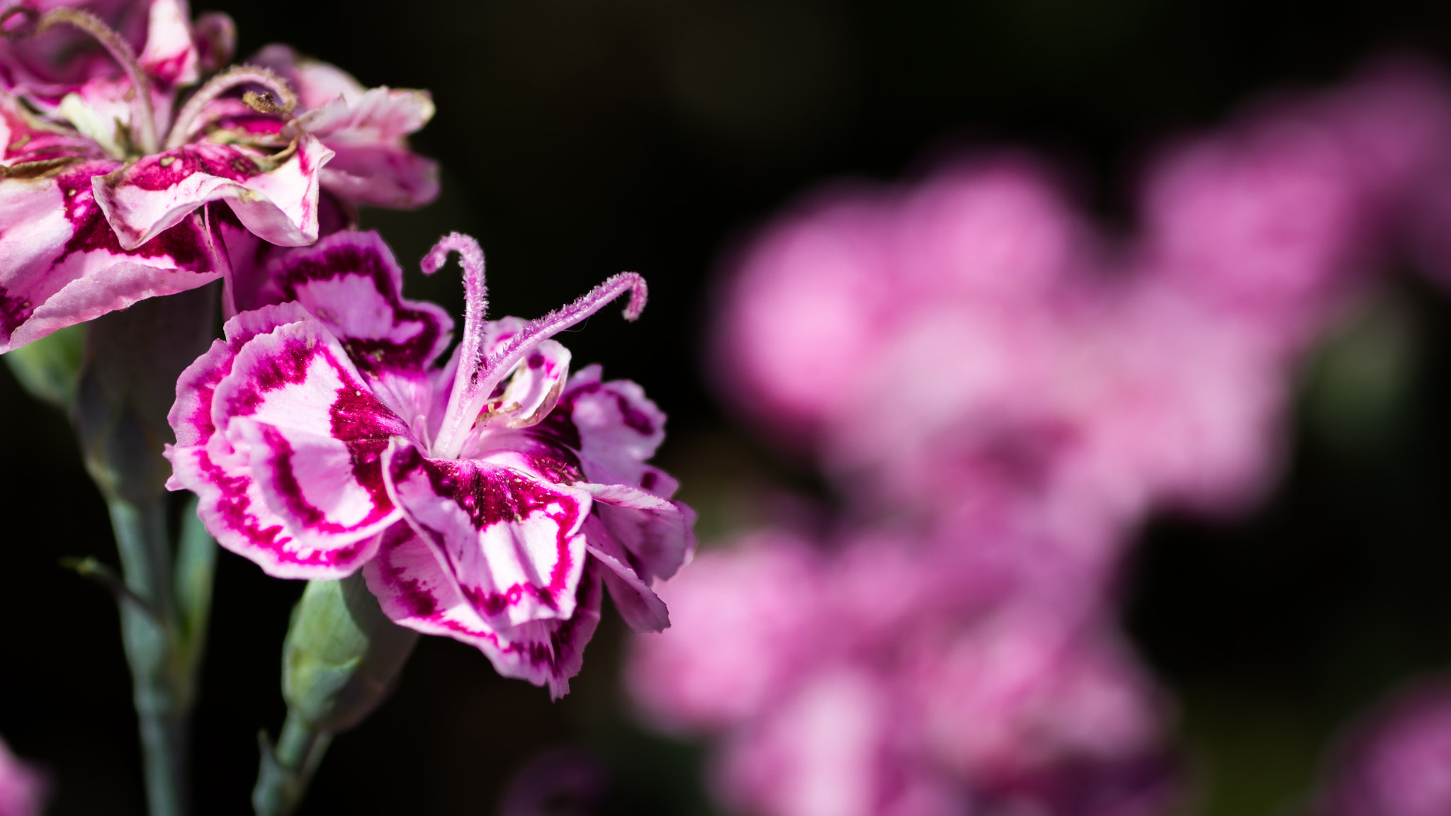 Canon EOS 600D (Rebel EOS T3i / EOS Kiss X5) + Tamron SP AF 90mm F2.8 Di Macro sample photo. Dianthus caryophyllus photography