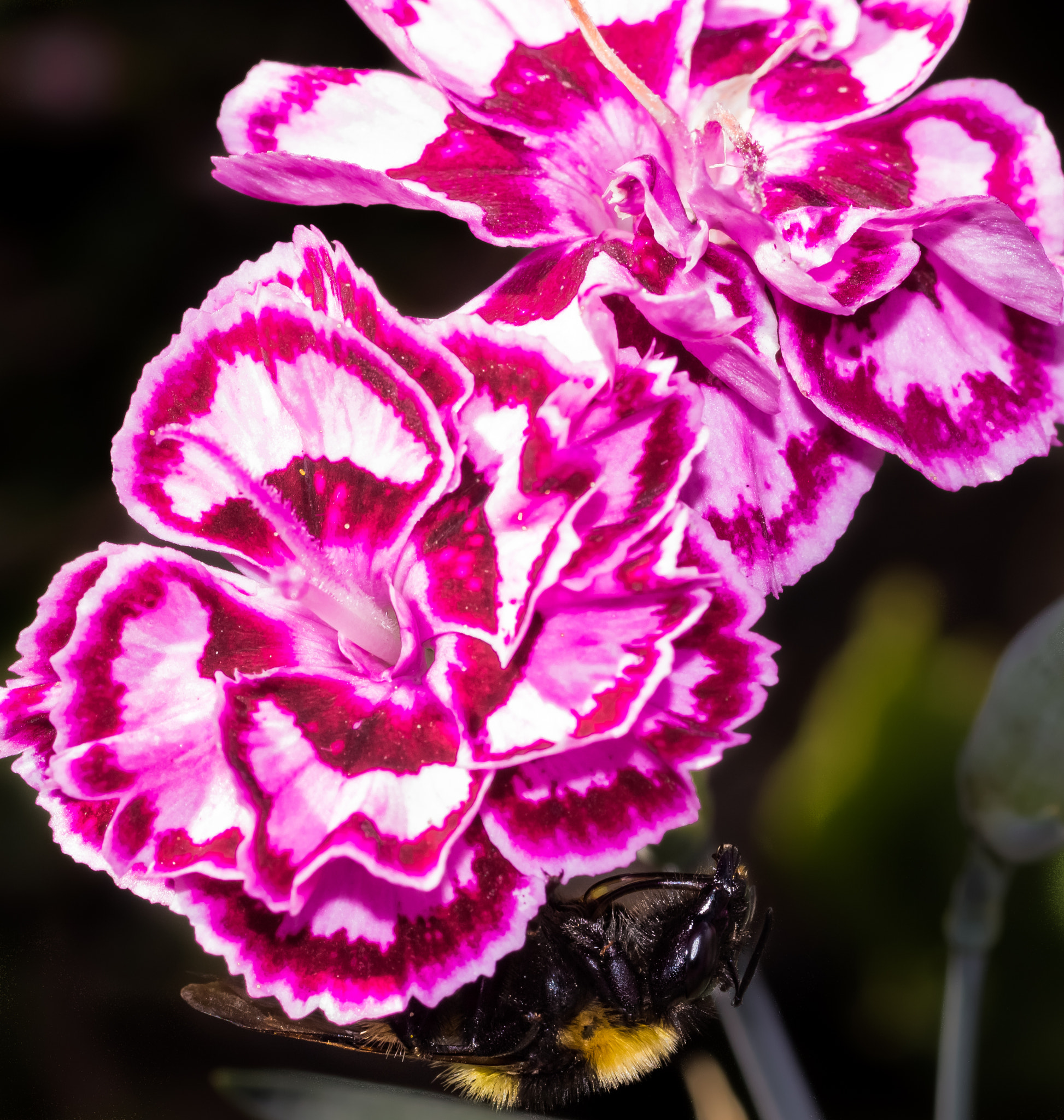 Canon EOS 600D (Rebel EOS T3i / EOS Kiss X5) + Tamron SP AF 90mm F2.8 Di Macro sample photo. Bumblebee on carnation photography