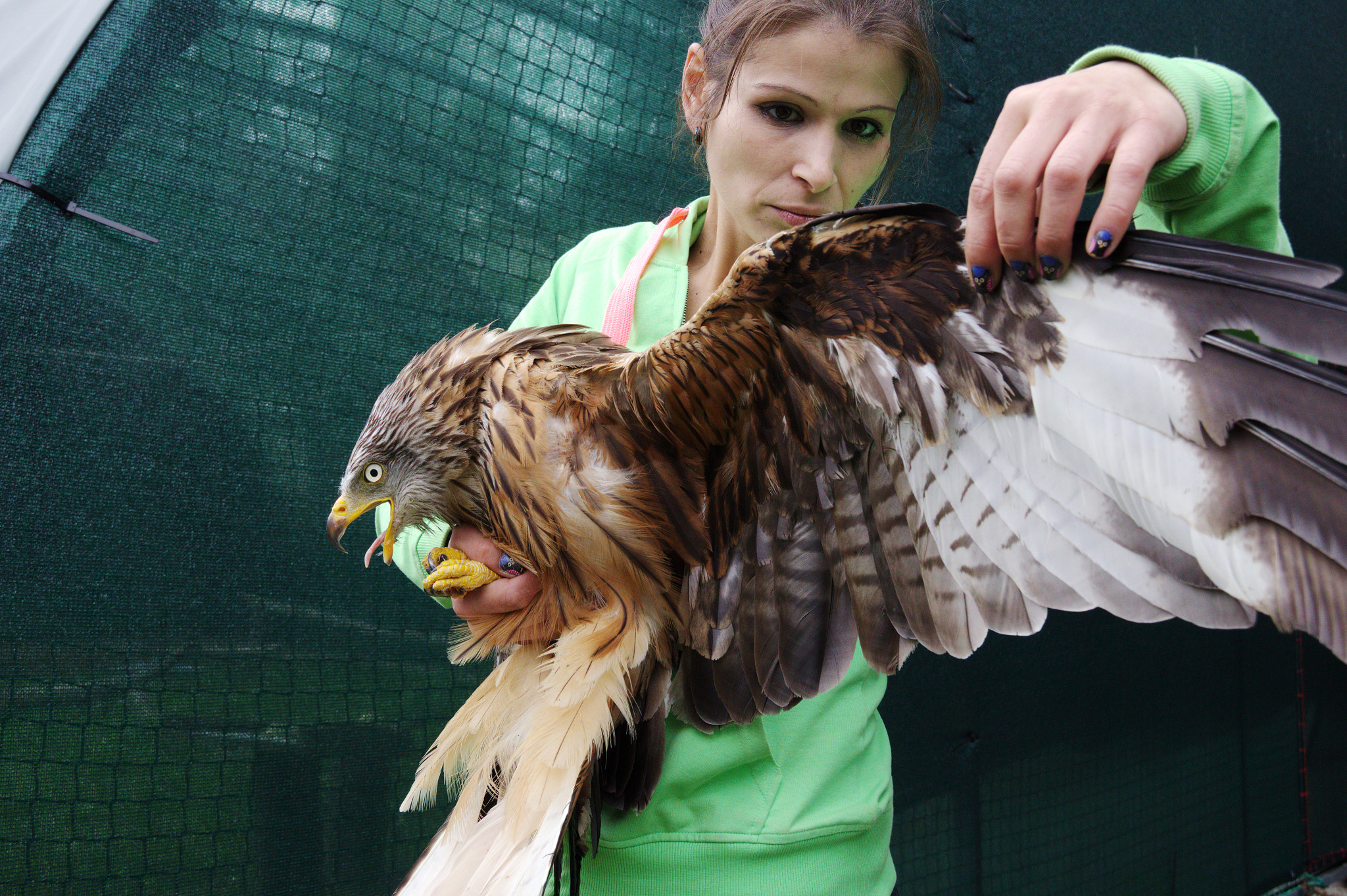 Canon EOS 600D (Rebel EOS T3i / EOS Kiss X5) sample photo. Red kite inspection photography