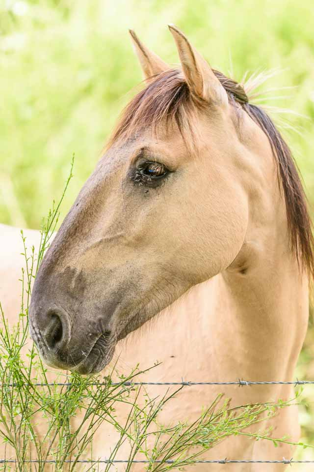 Sigma 150mm F2.8 EX DG Macro HSM sample photo. Konik pony. photography