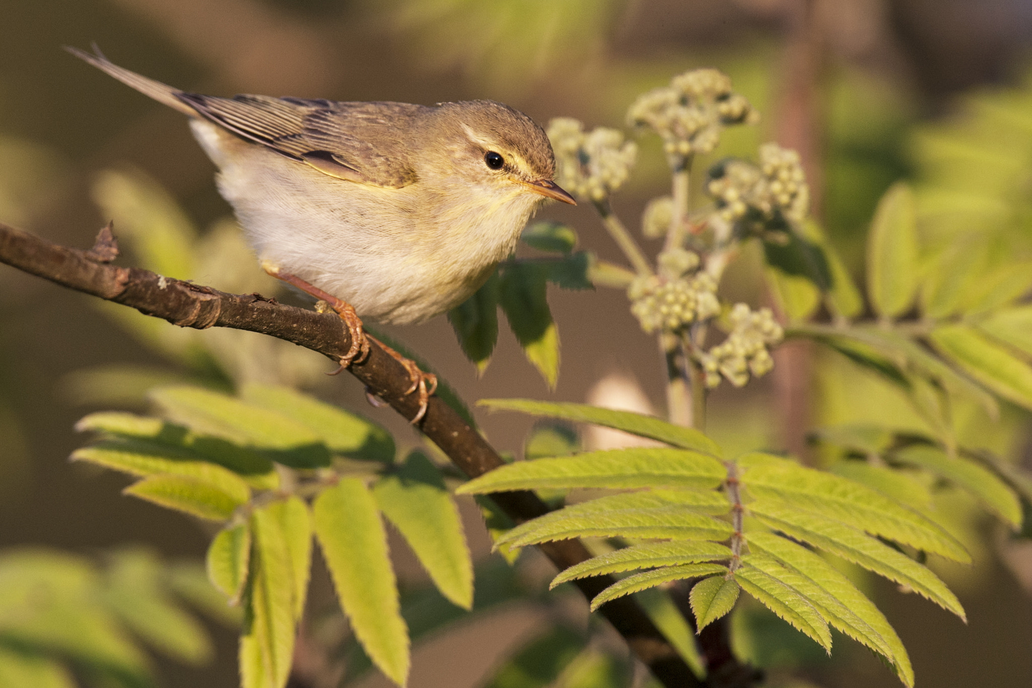 Canon EF 300mm F2.8L IS USM sample photo. Willow warbler (phylloscopus trochilus) photography