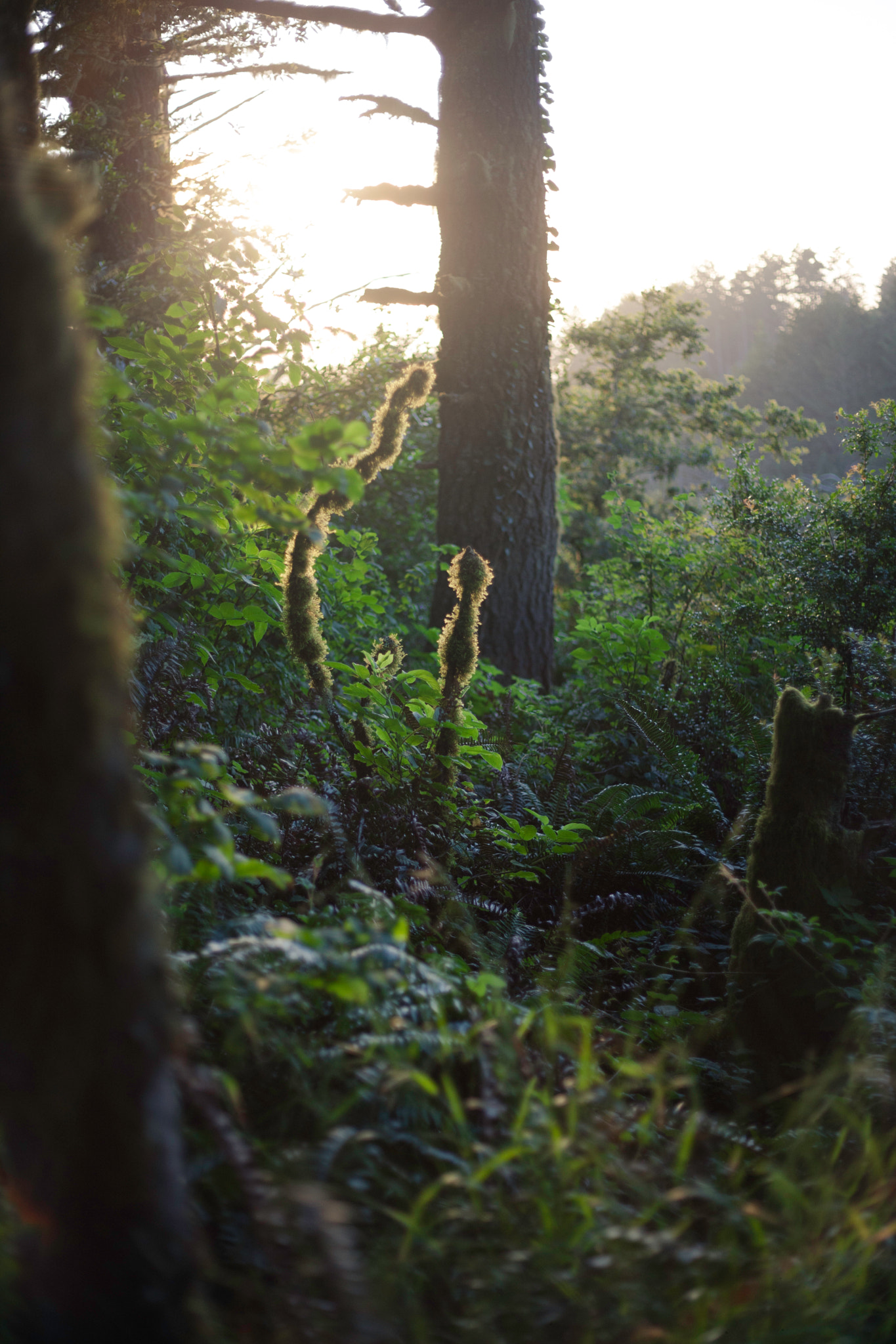 Canon EOS-1Ds Mark III + Canon EF 50mm F1.8 II sample photo. Early morning sunshine photography