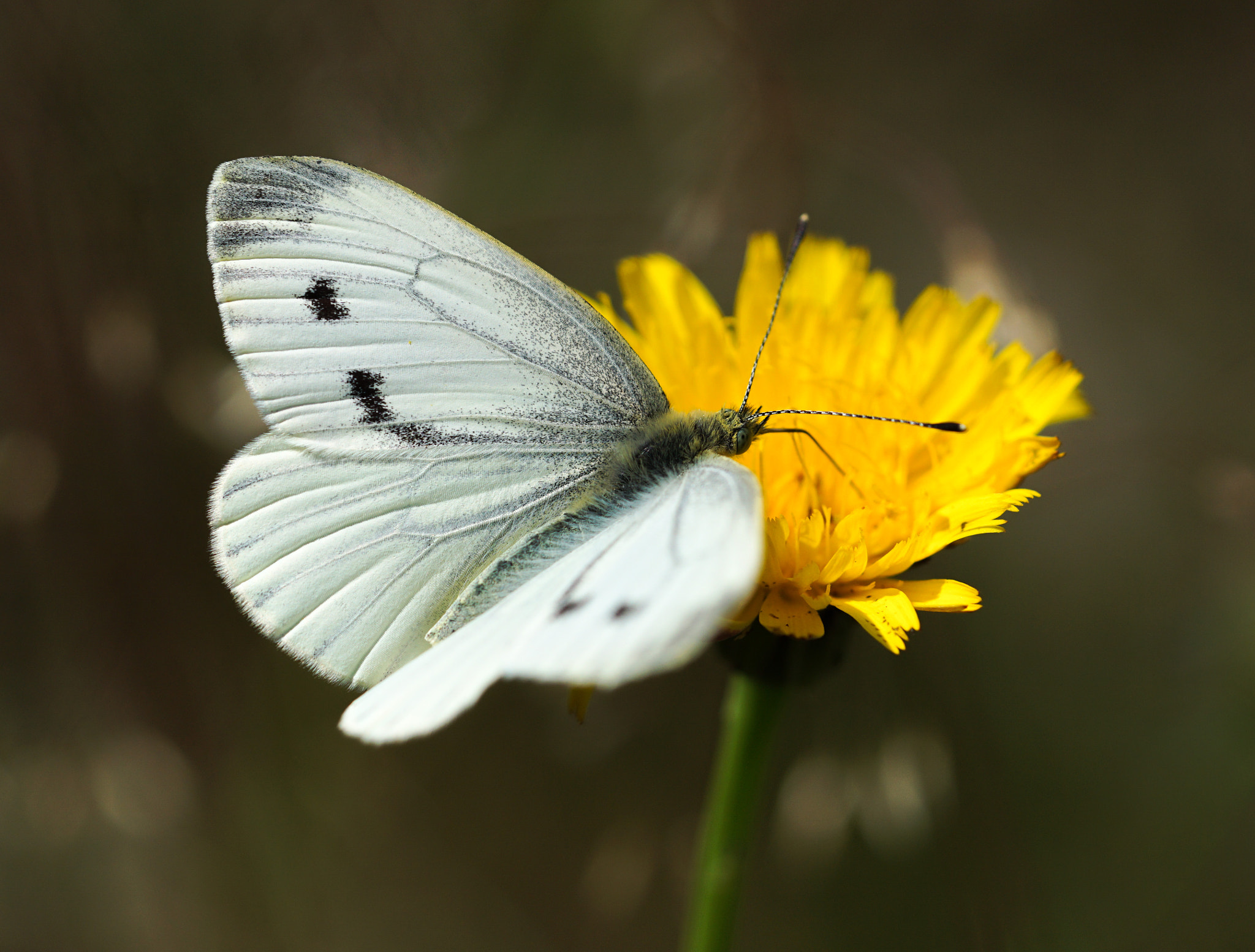 Sony a5100 + Sony FE 90mm F2.8 Macro G OSS sample photo. White butterfly photography