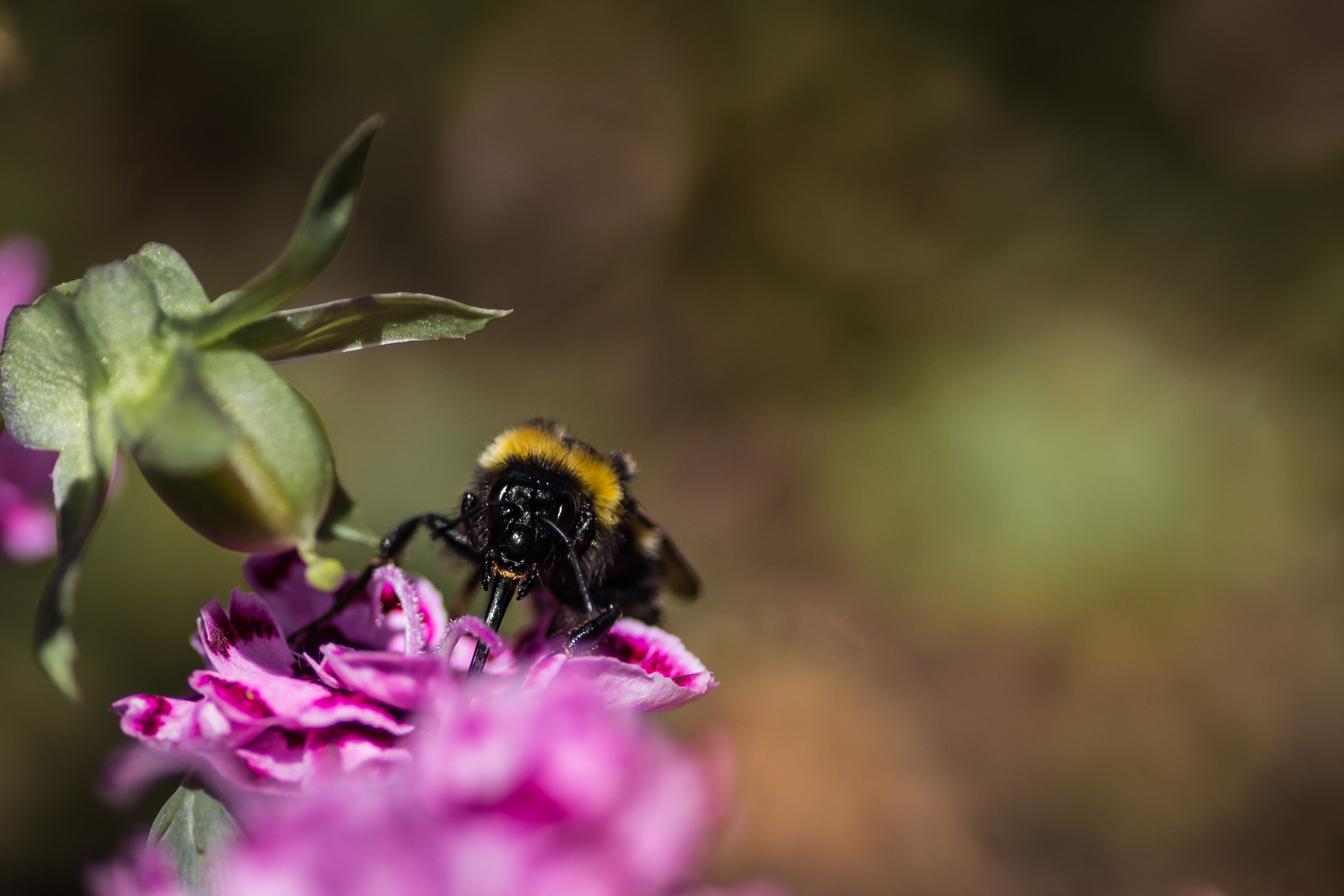 Canon EOS 600D (Rebel EOS T3i / EOS Kiss X5) + Tamron SP AF 90mm F2.8 Di Macro sample photo. Bumblebee pollinating photography